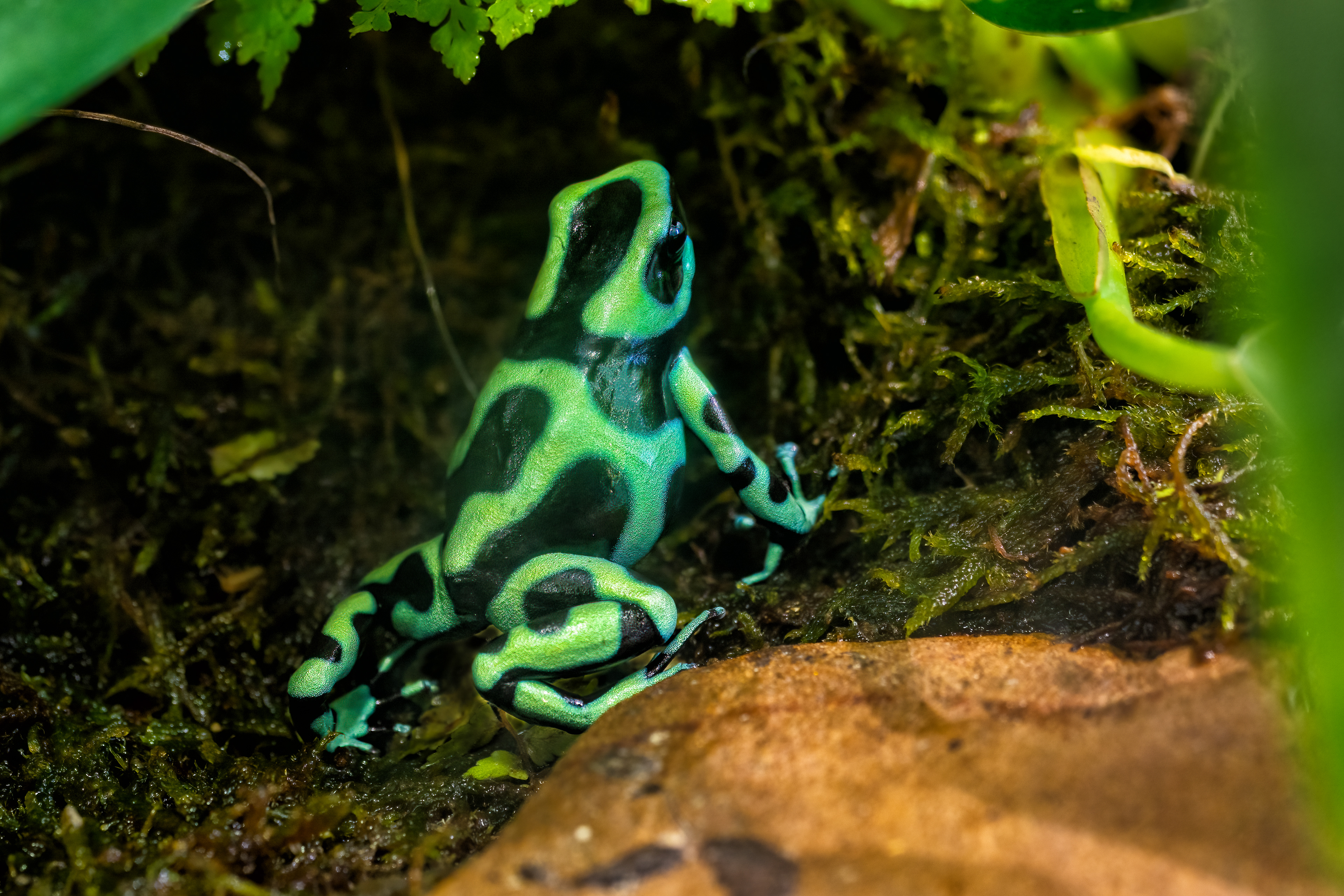 Pralesnička batiková "Green" (Dendrobates auratus "Green")