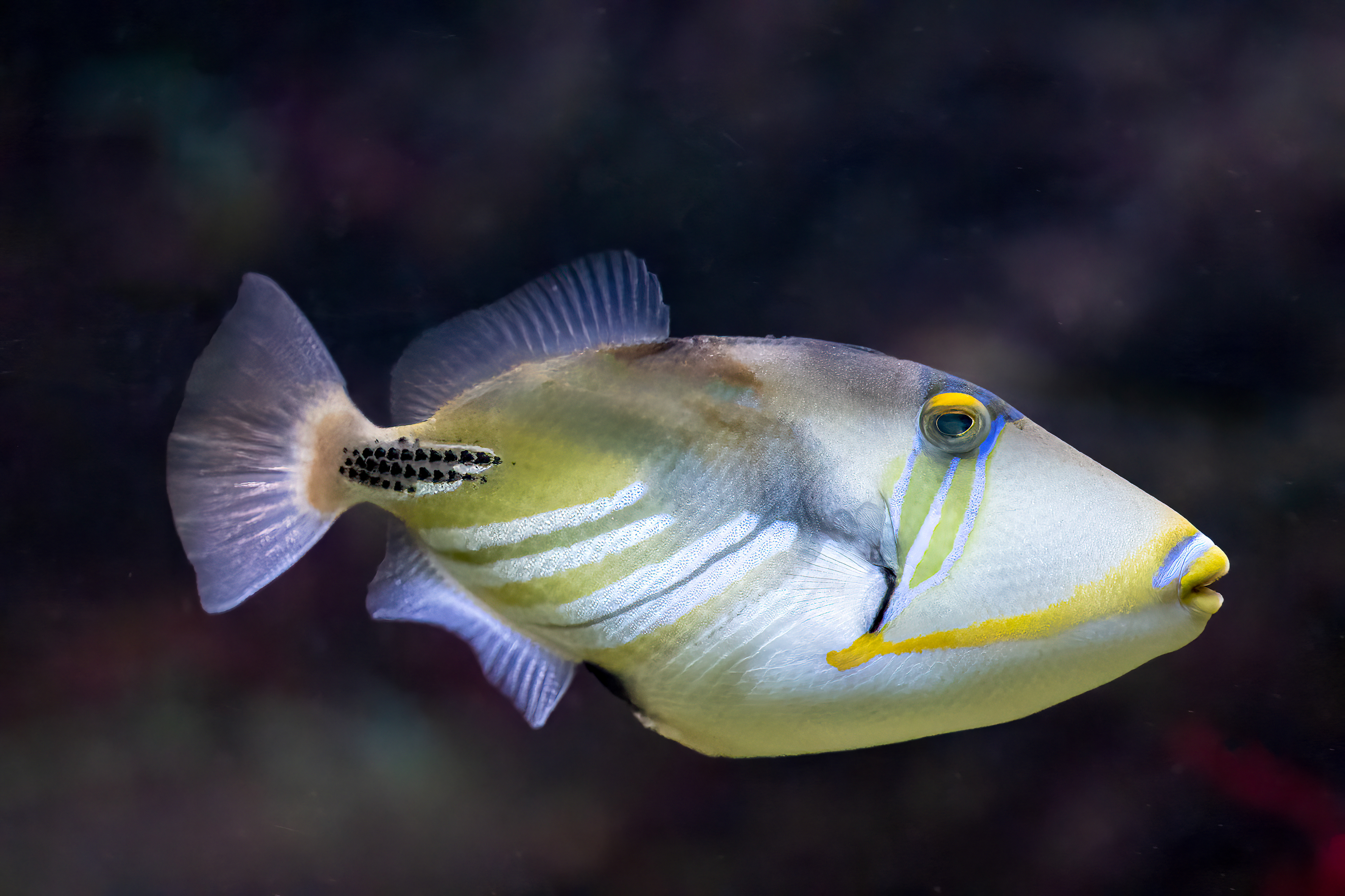 Ostenec Picassův (Rhinecanthus aculeatus)