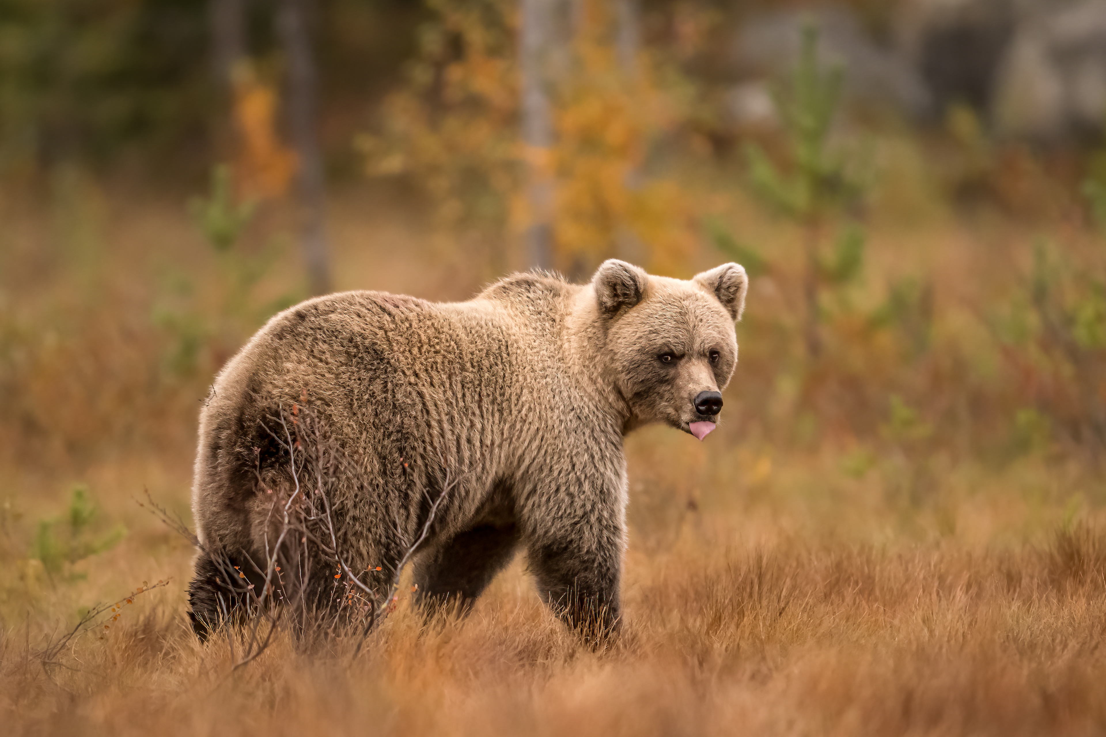 Medvěd hnědý (Ursus arctos), Finsko, 09/2022