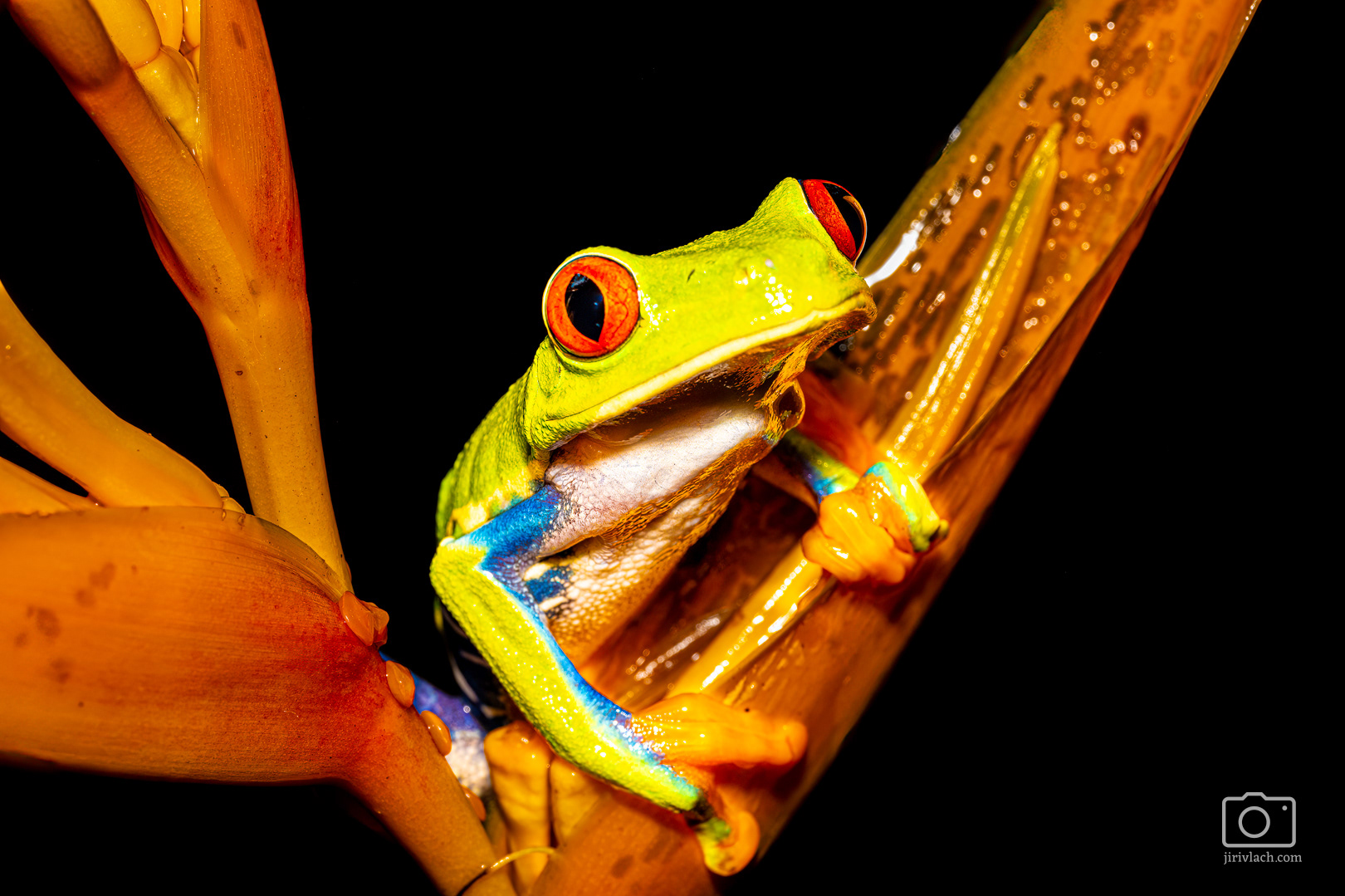 Listovnice červenooká (Red-eyed tree frog, Agalychnis callidryas)