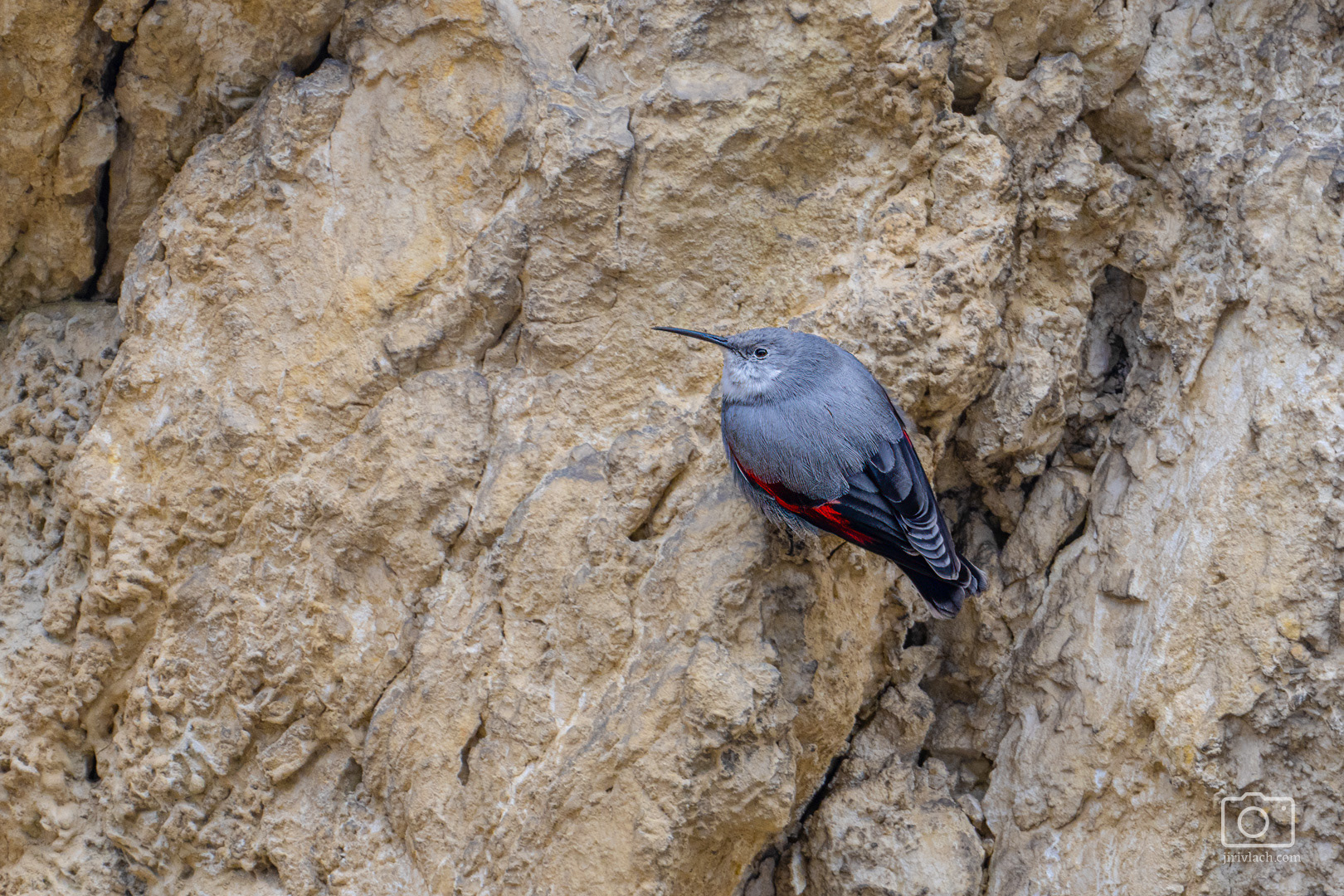 Zedníček skalní (The wallcreeper, Tichodroma muraria), Perná, 02/2025