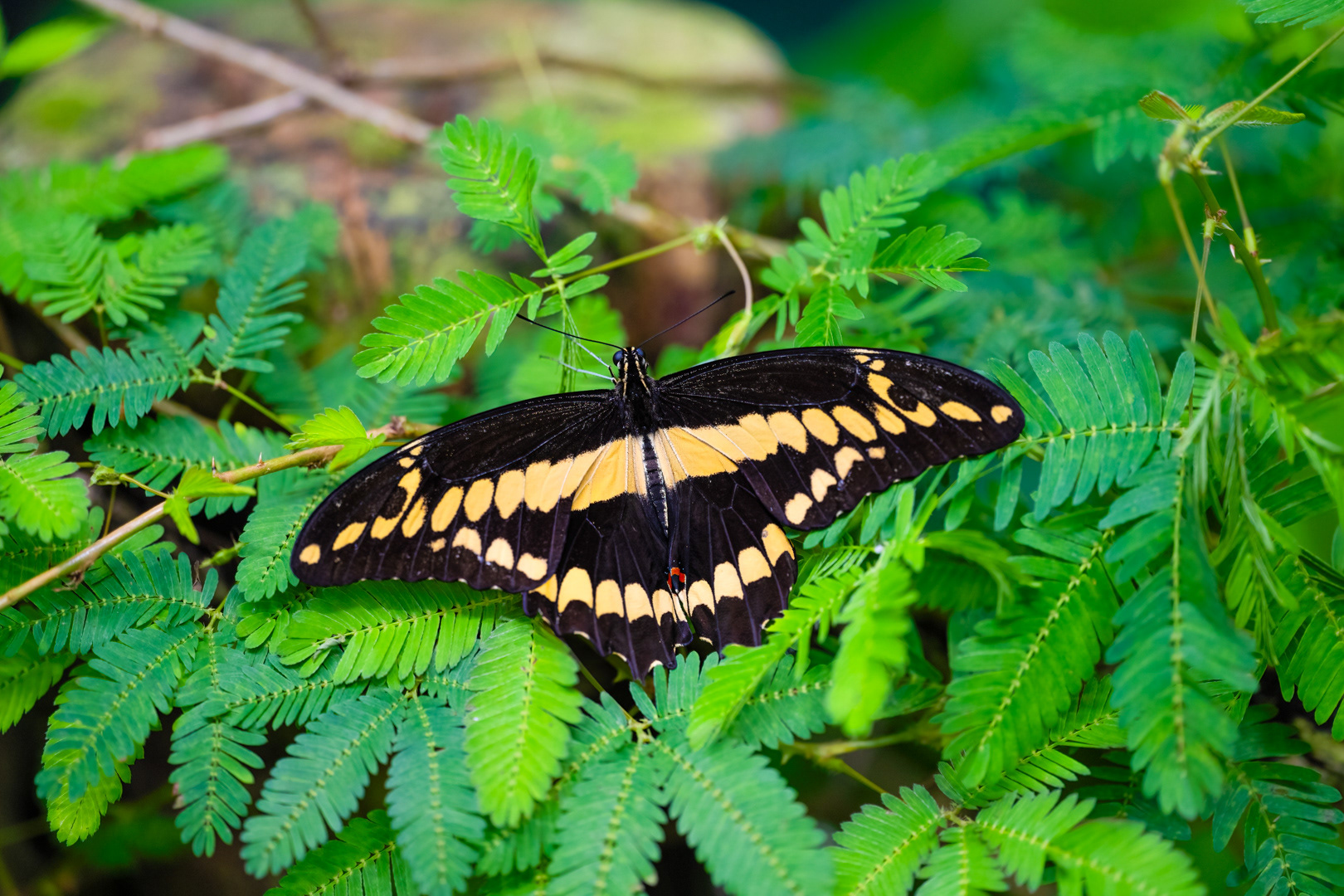 Papilio thoas (King swallowtail), Fata Morgana, Praha, 05/2024