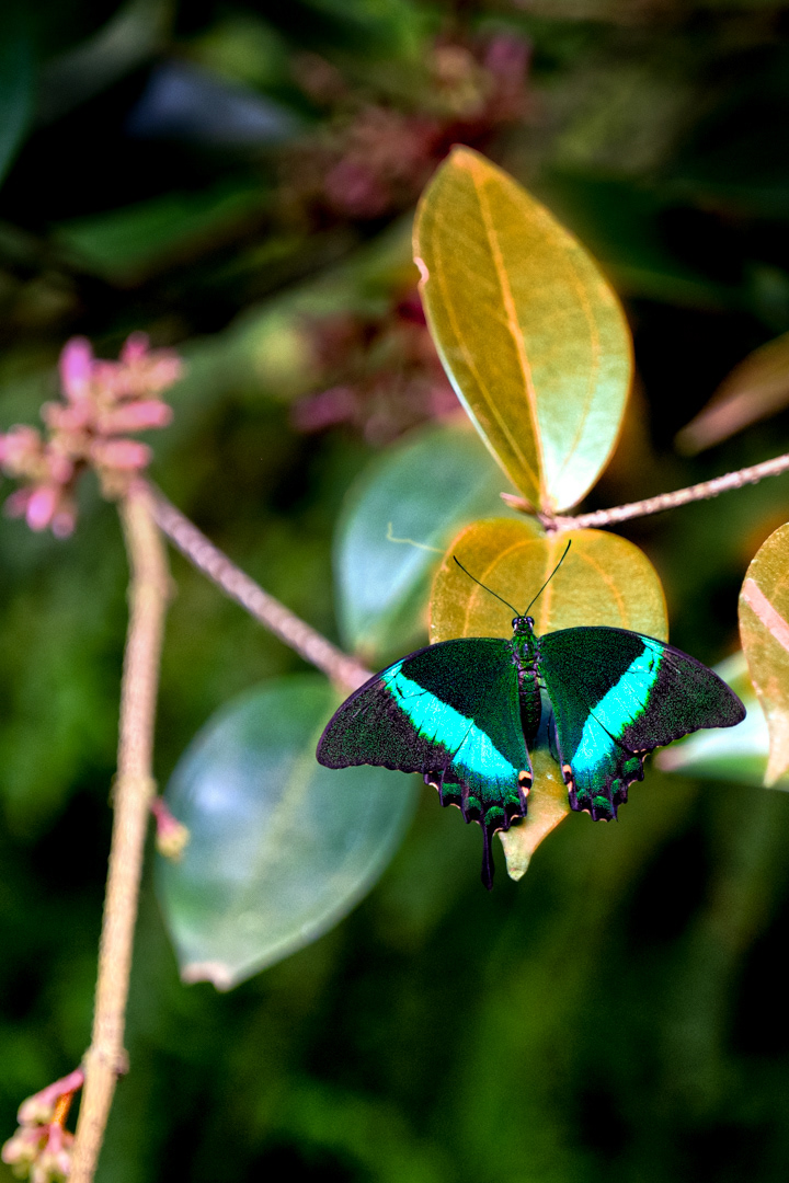 Papilio palinurus, Fata Morgana, Praha, 05/2022