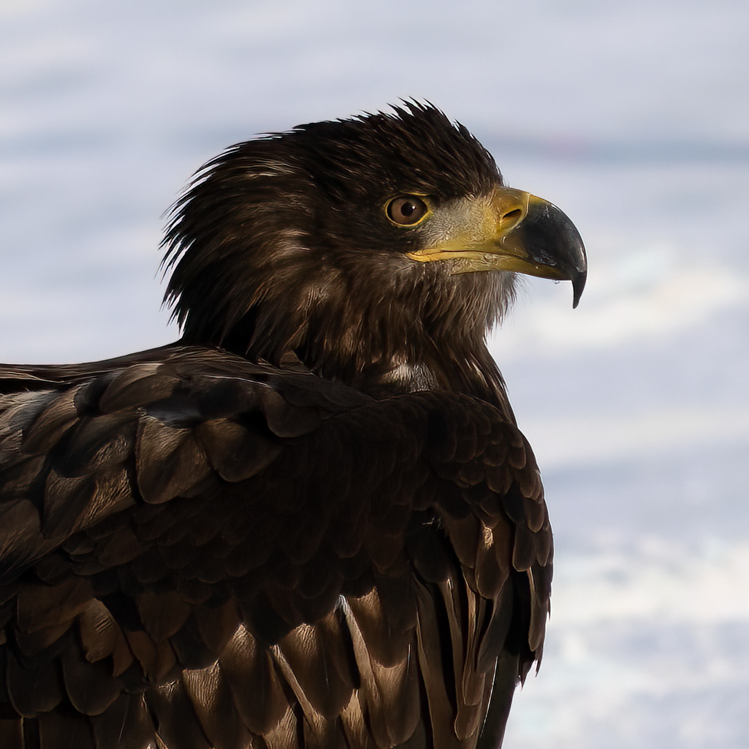 Orel mořský (Haliaeetus albicilla), Vysočina, 02/2023
