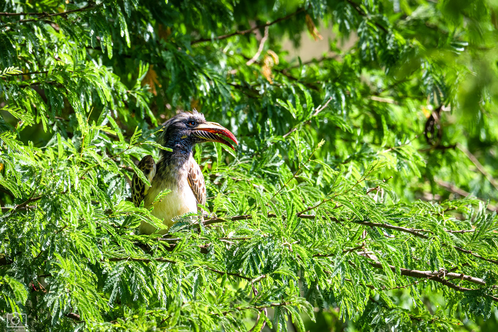 Zoborožec šedý (Lophoceros nasutus), Kenya, 12/2025