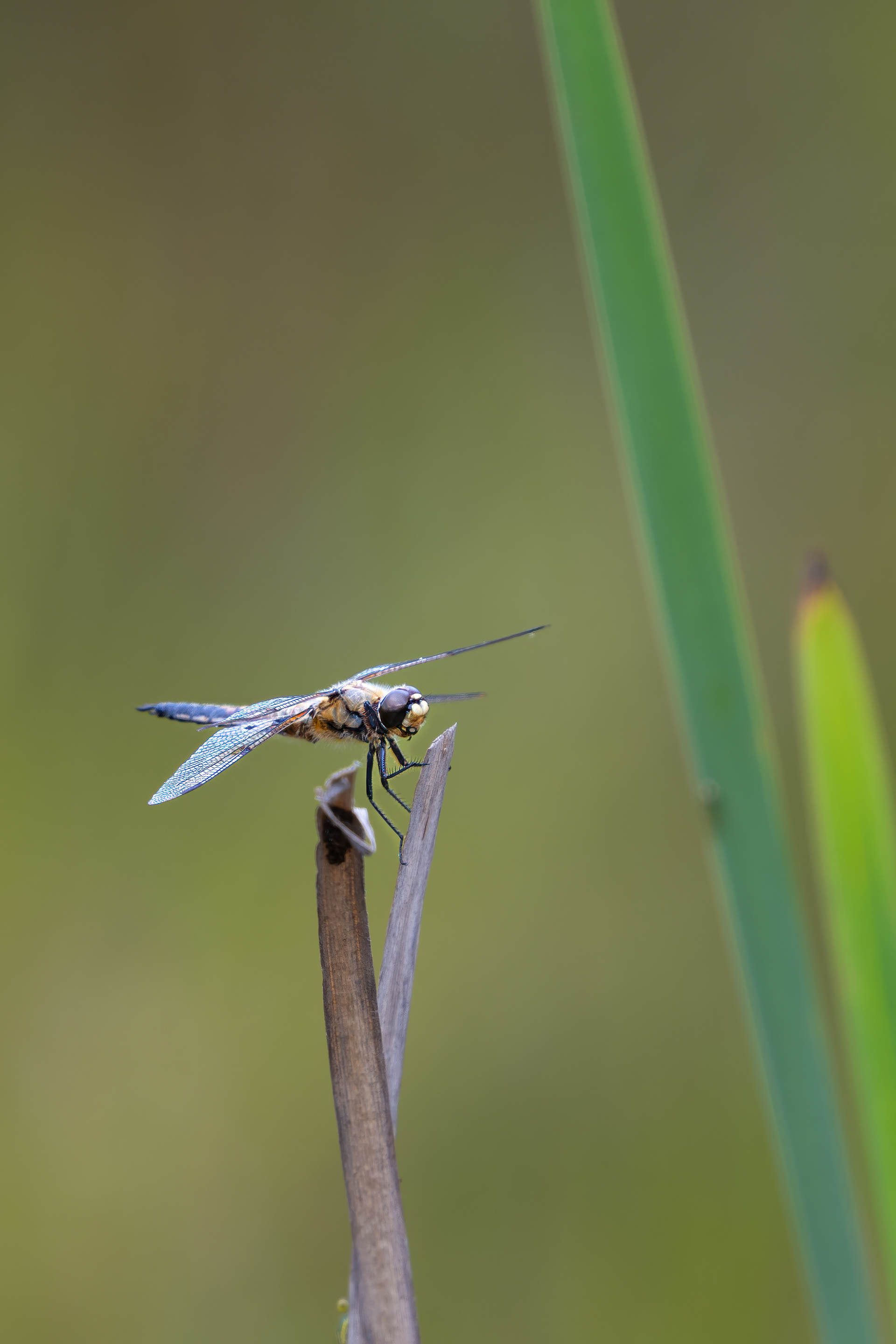Vážka čtyřskvrnná (Libellula quadrimaculata),  Pískovna Lesů ČR - Cep II, 07/2025