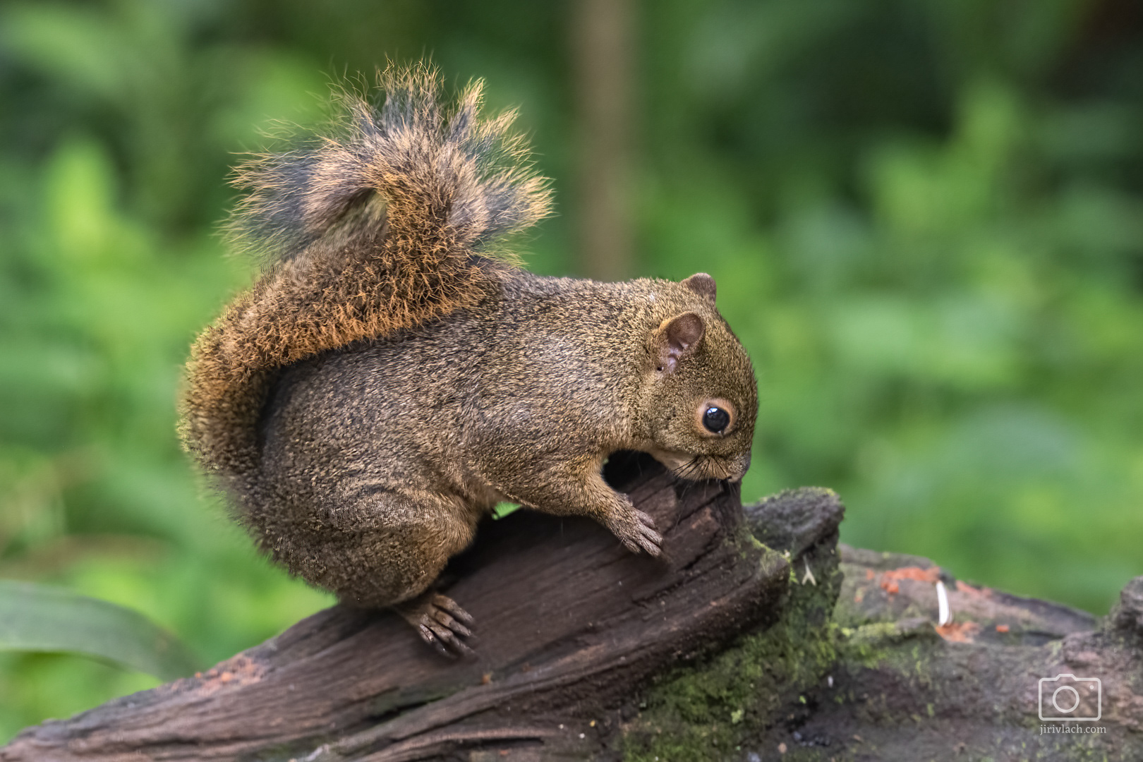Veverka (Red-tailed Squirrel, Sciurus granatensis), Kostarika, 01/2025