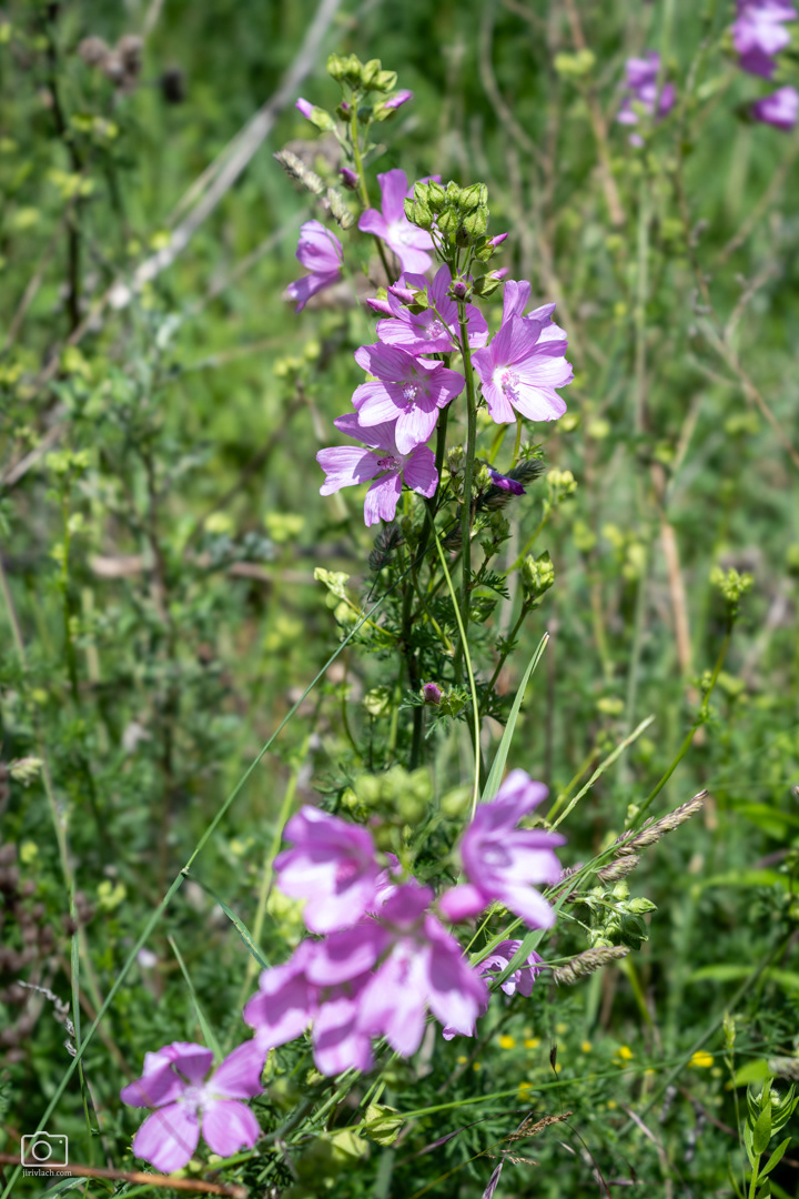 Sléz pižmový (Malva moschata), Pyšely, 06/2026