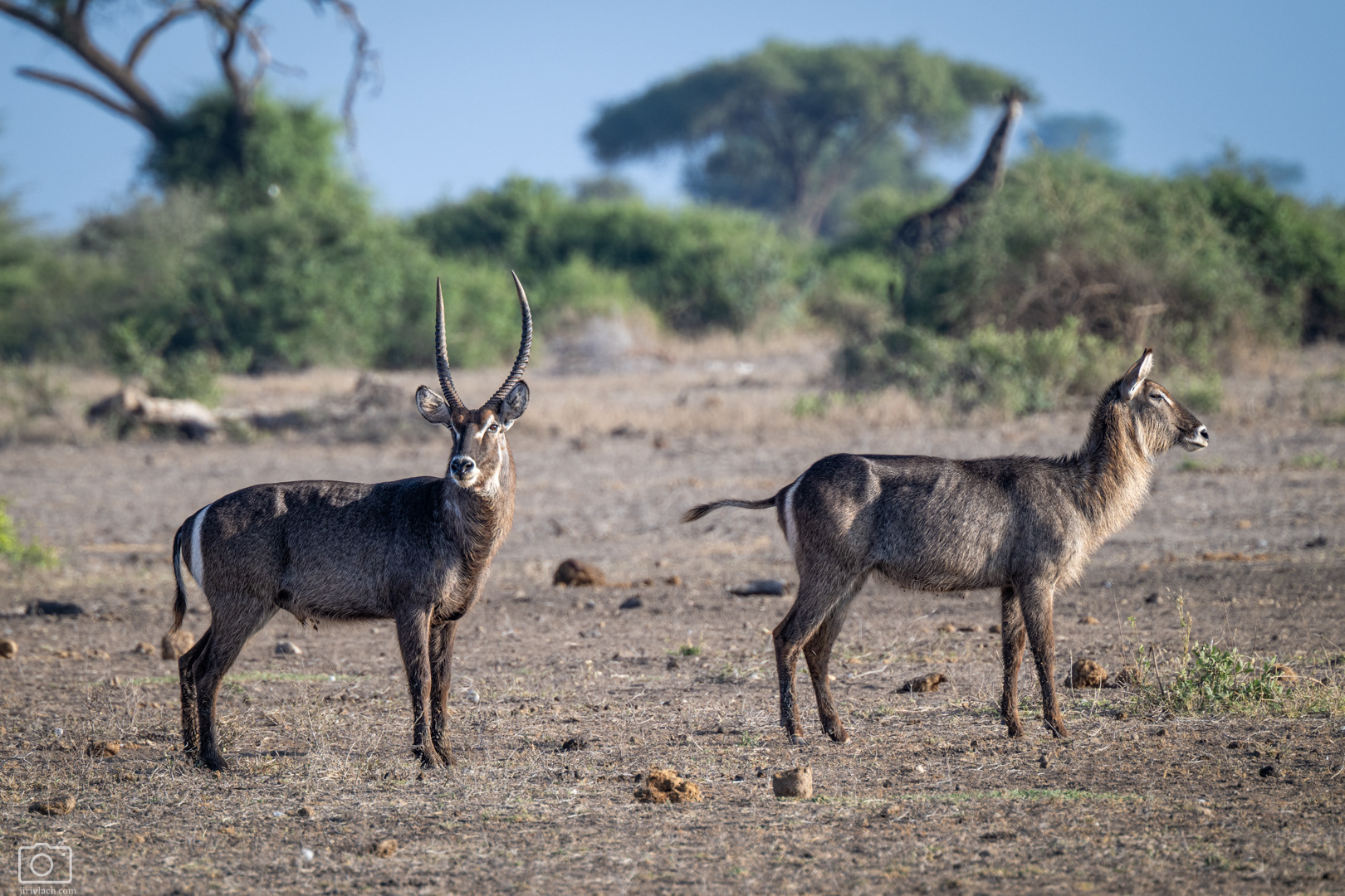 Voduška velká (Kobus ellipsiprymnus), Kenya, 12/2025