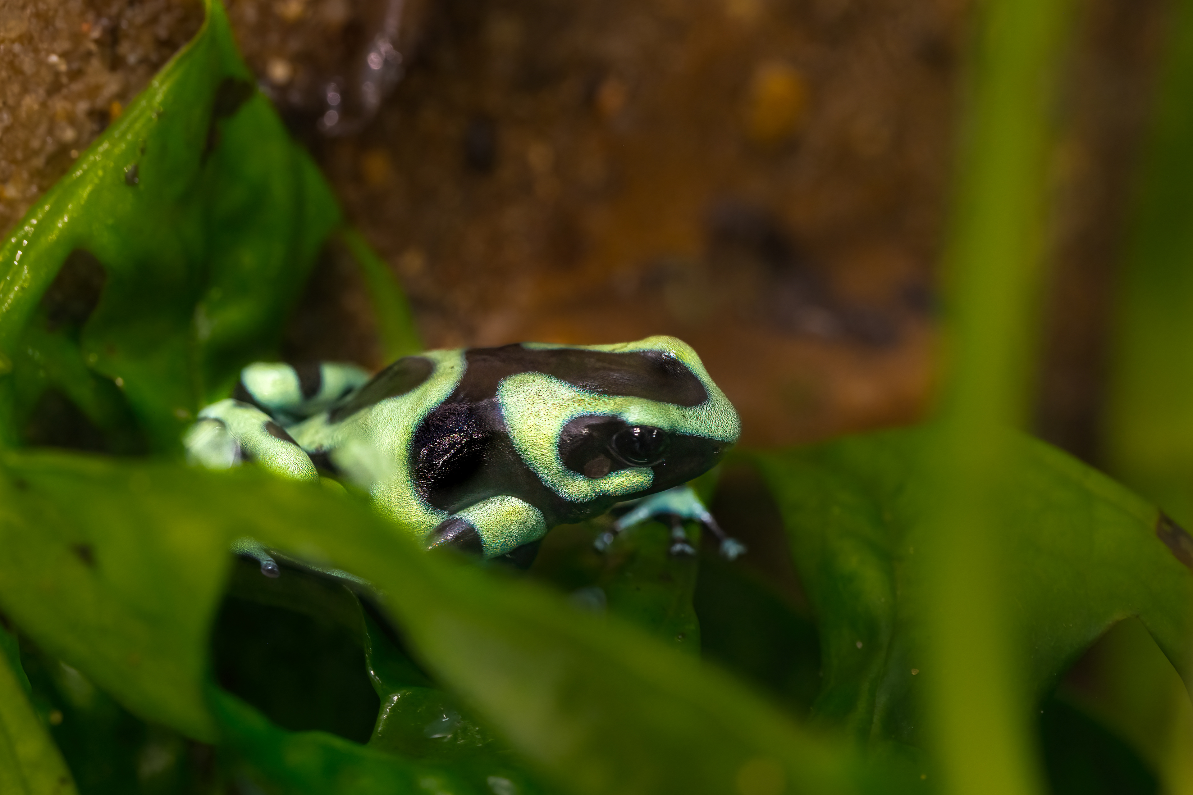 Pralesnička batiková "Green" (Dendrobates auratus "Green"), 08/2024