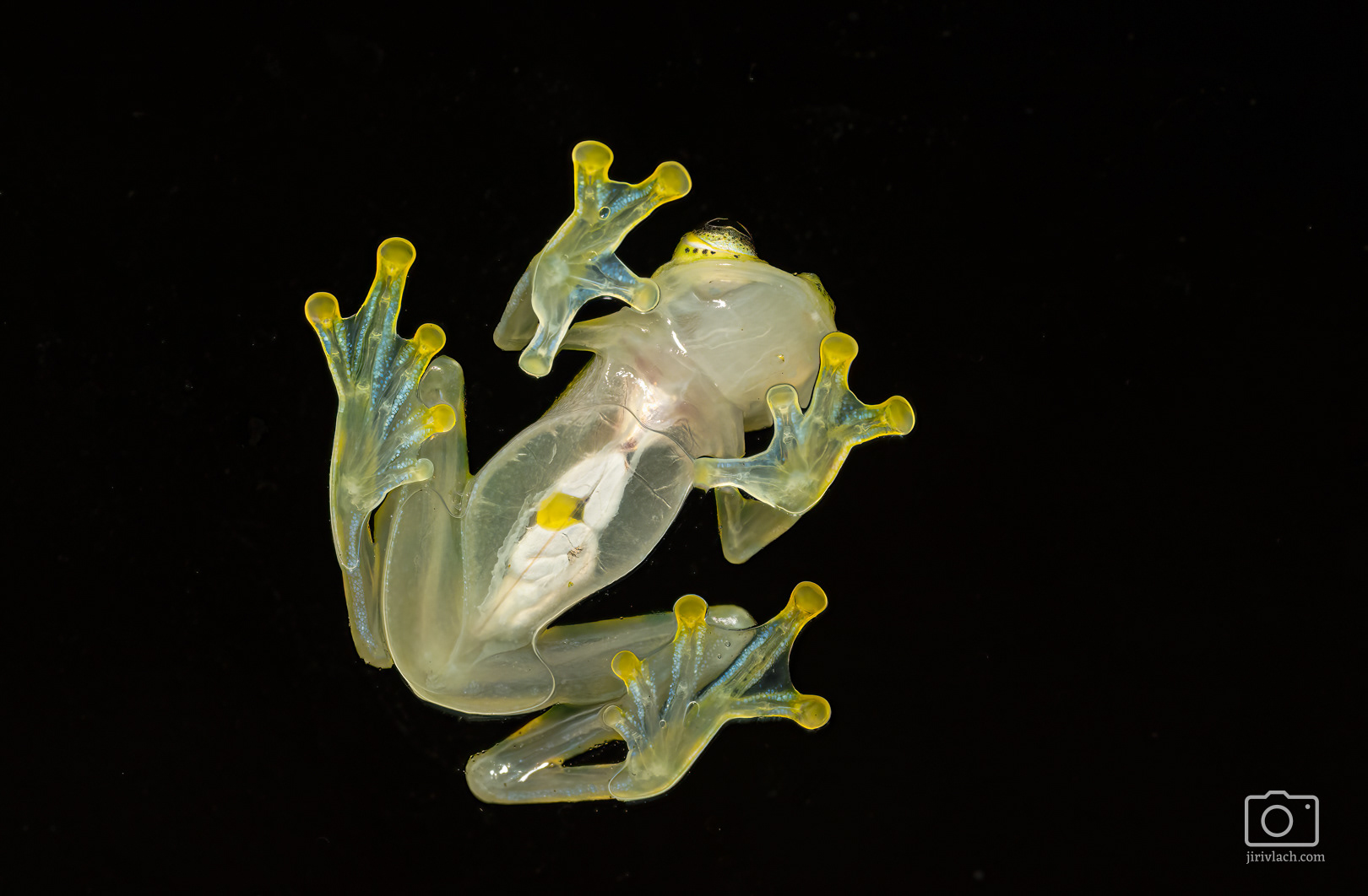 Rosněnka Valeriova (La Palma glass frog, Hyalinobatrachium valerioi)