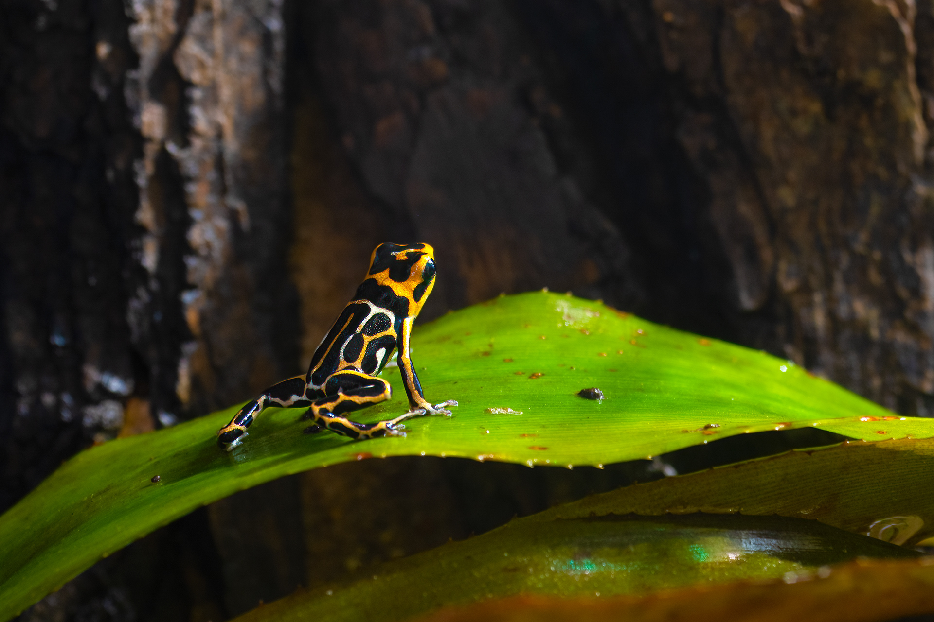 Pralesnička Summersova (Ranitomeya summersi f. reticulated), 08/2024