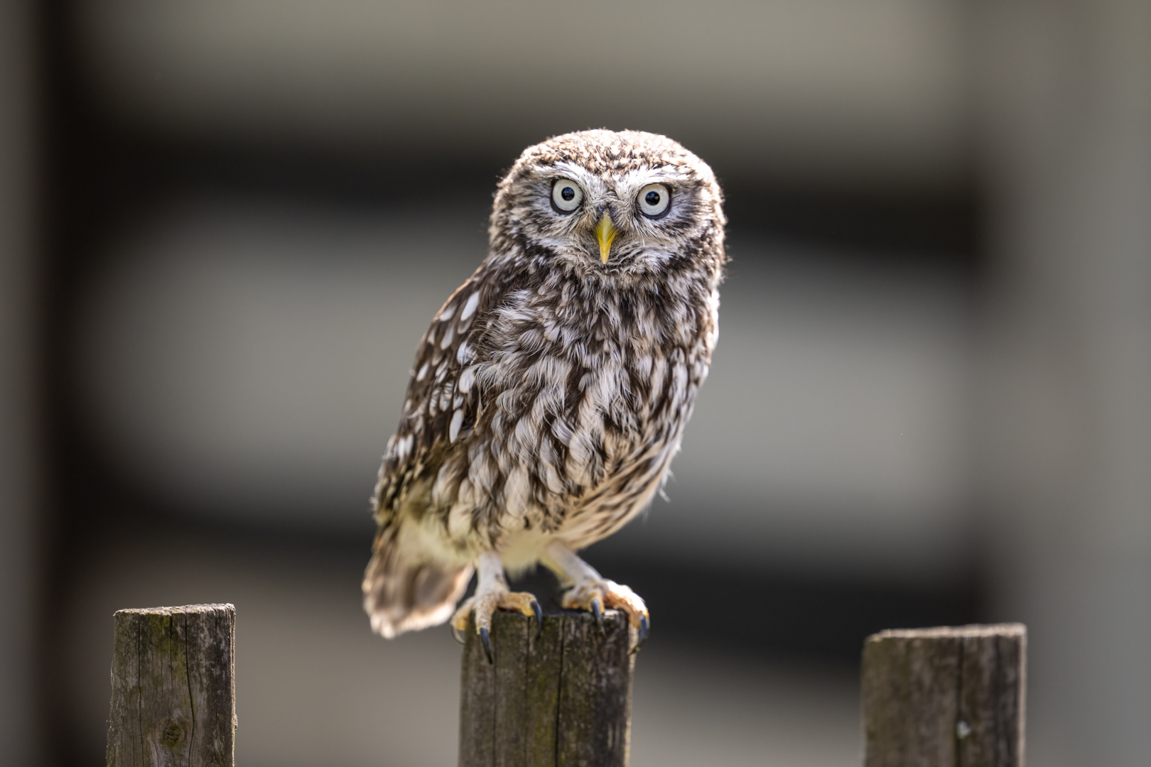Sýček obecný (Anthene noctua), Vysočina 04/2024