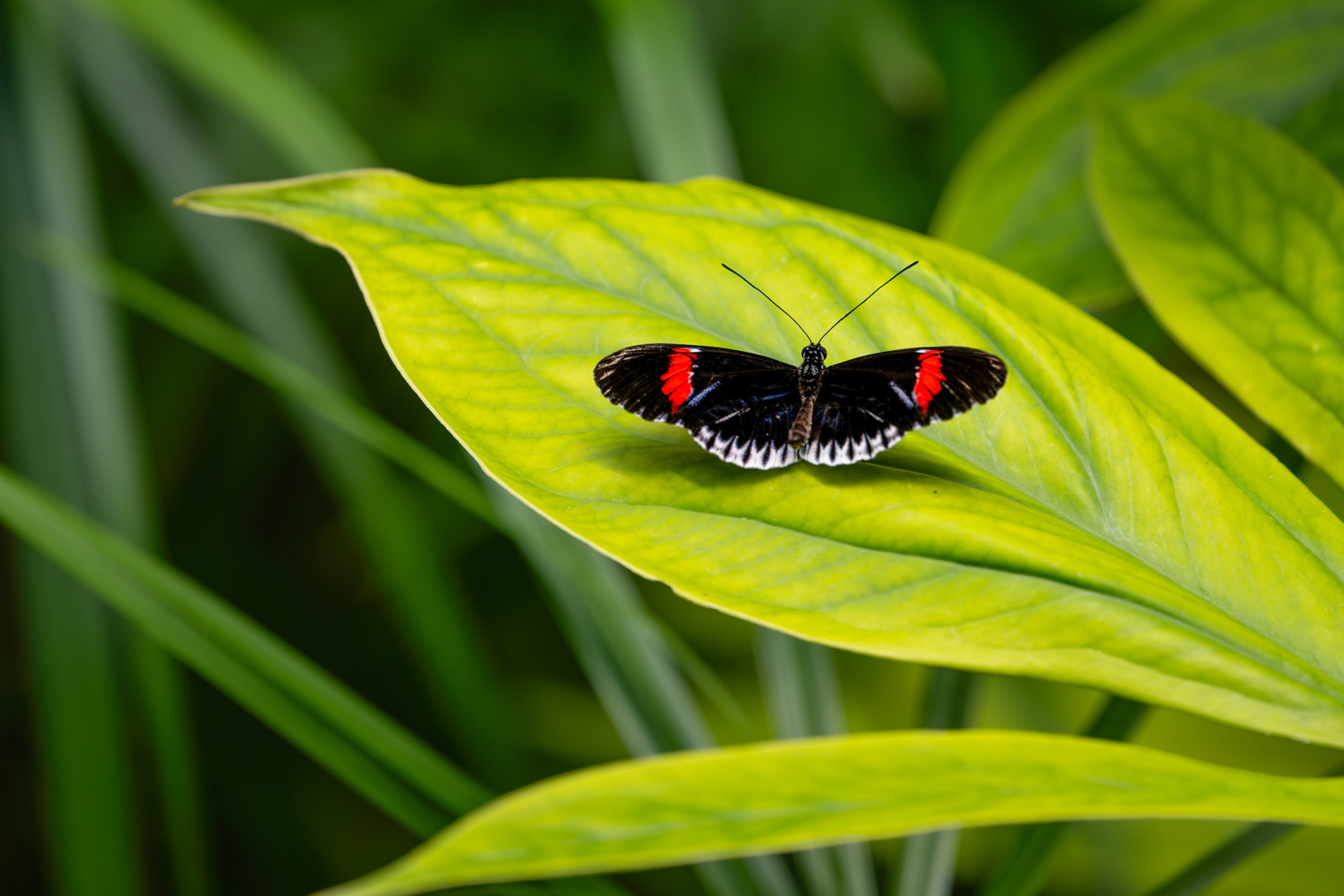 Heliconius melpomene (Postman butterfly), Fata Morgana, Praha, 05/2024