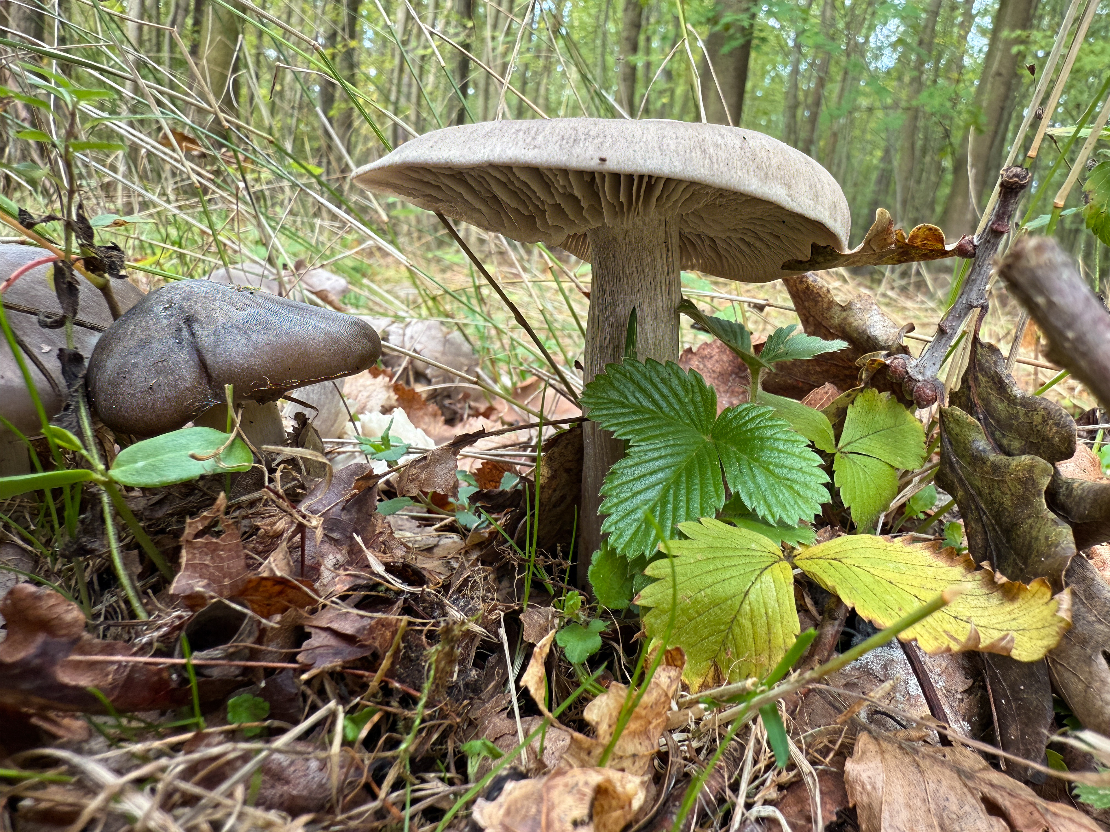 Závojenka (Entoloma)?