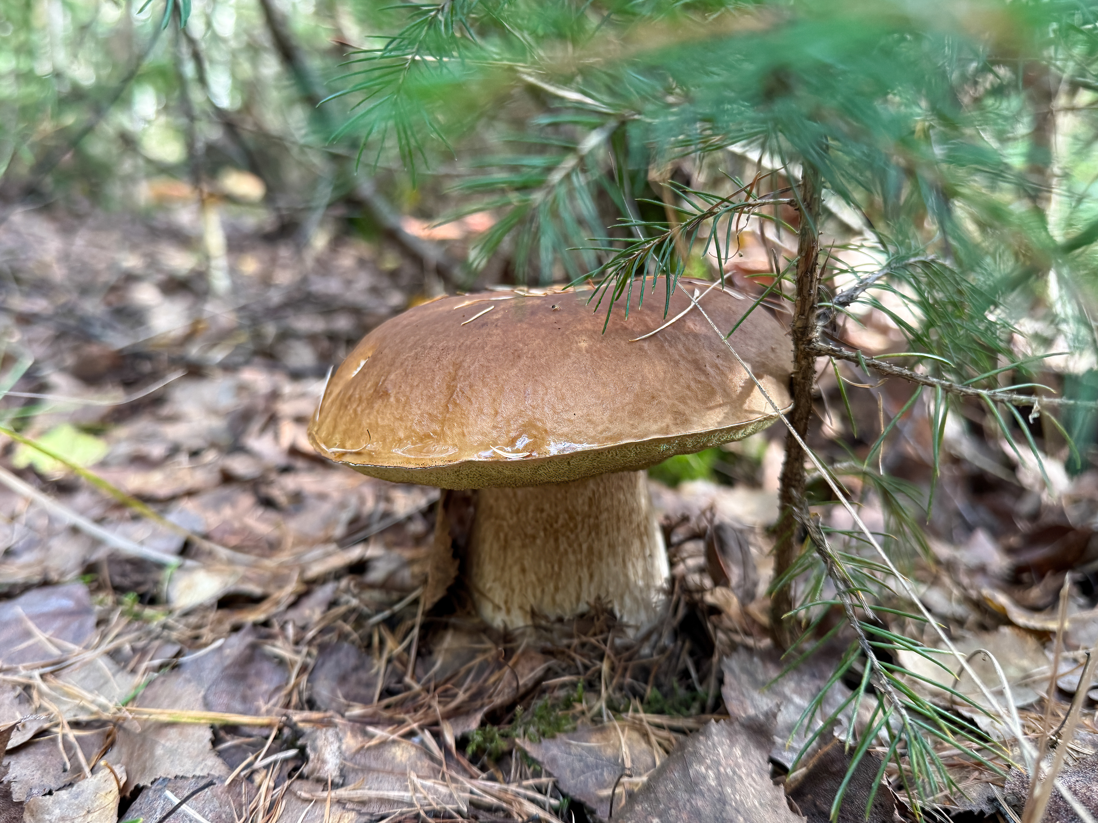 Hřib smrkový (Boletus edulis)