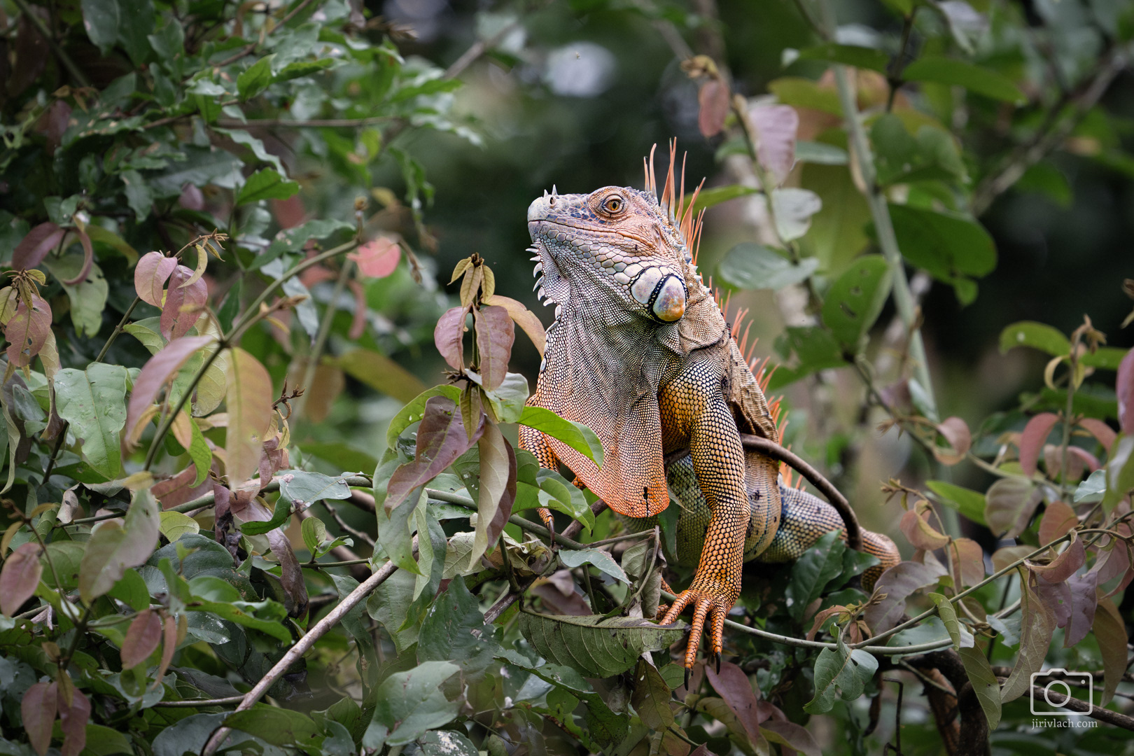 Leguán zelený (The green iguana, Iguana iguana)