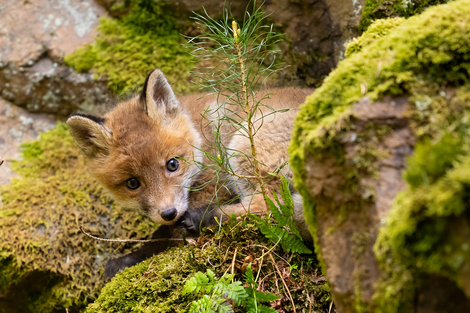 Liška obecná (Vulpes vulpes), Vysočina, 03/2024