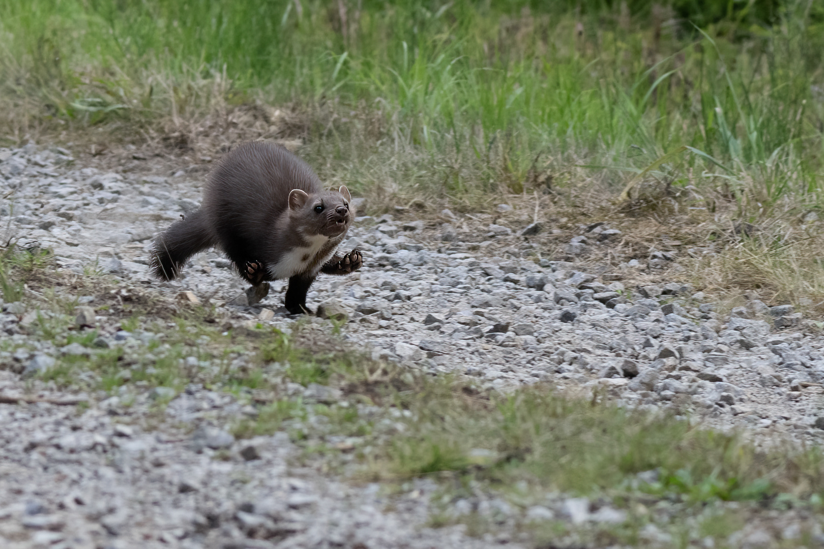 Kuna skalní (Martes foina), Vysočina, 08/2022