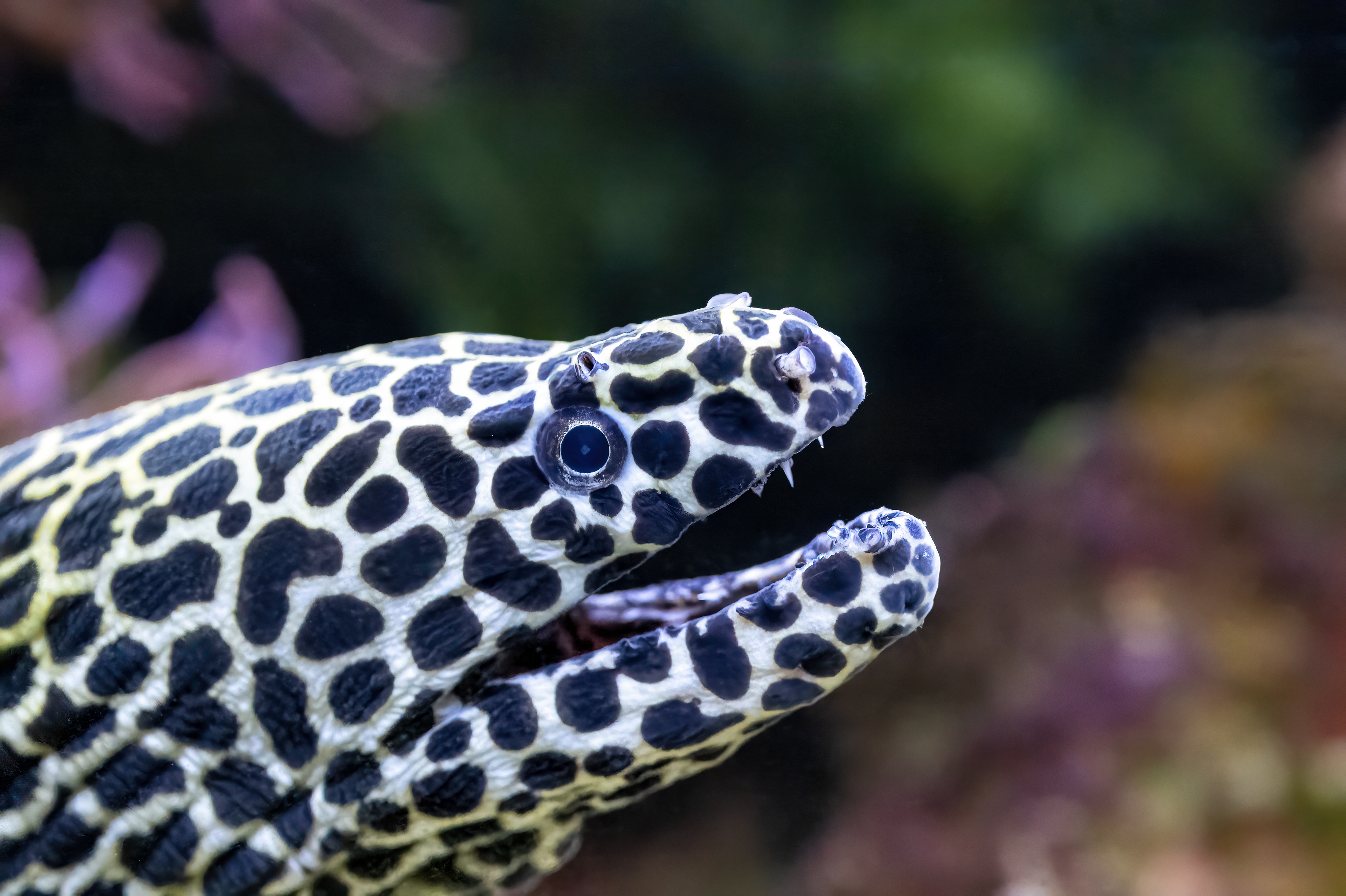 Muréna síťovaná (Gymnothorax favagineus)