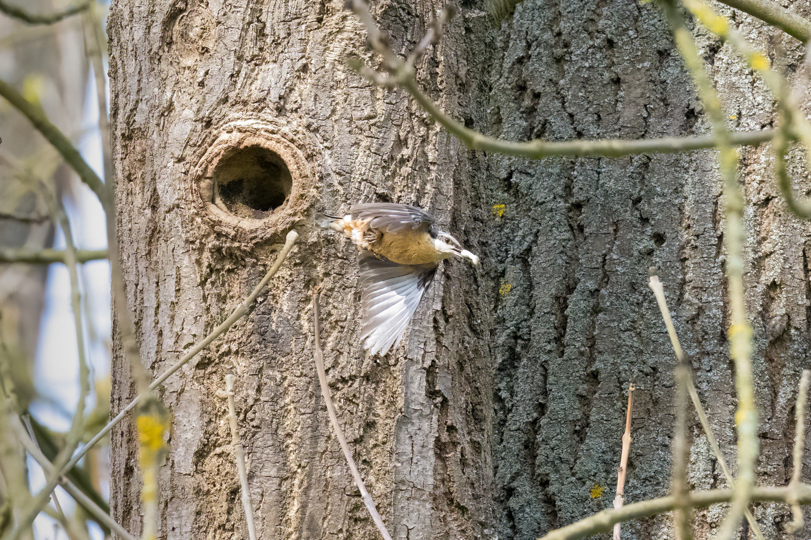 Brhlík lesní (Sitta europaea), Lštění, 04/2024