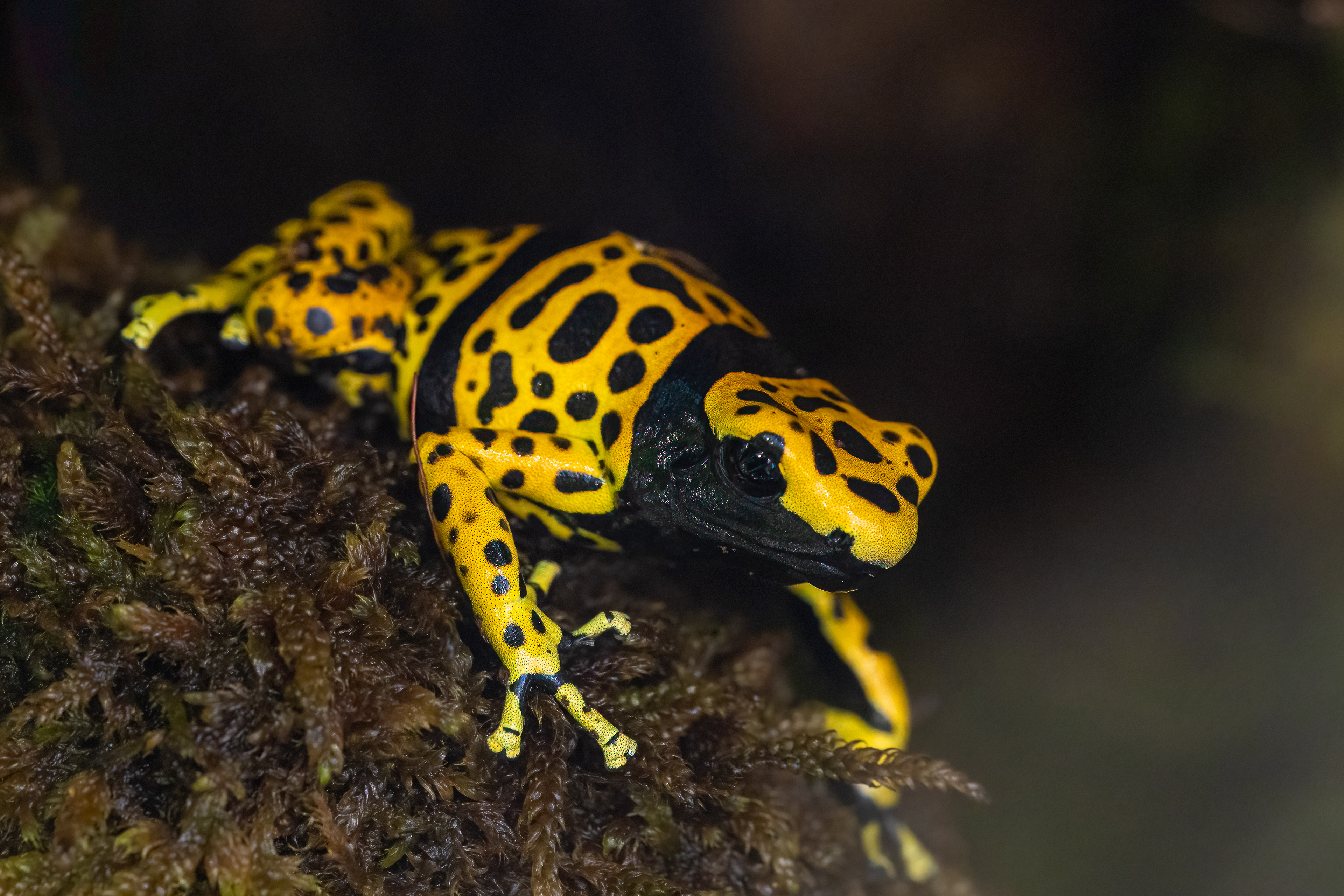 Pralesnička harlekýn (Dendrobates leucomelas)