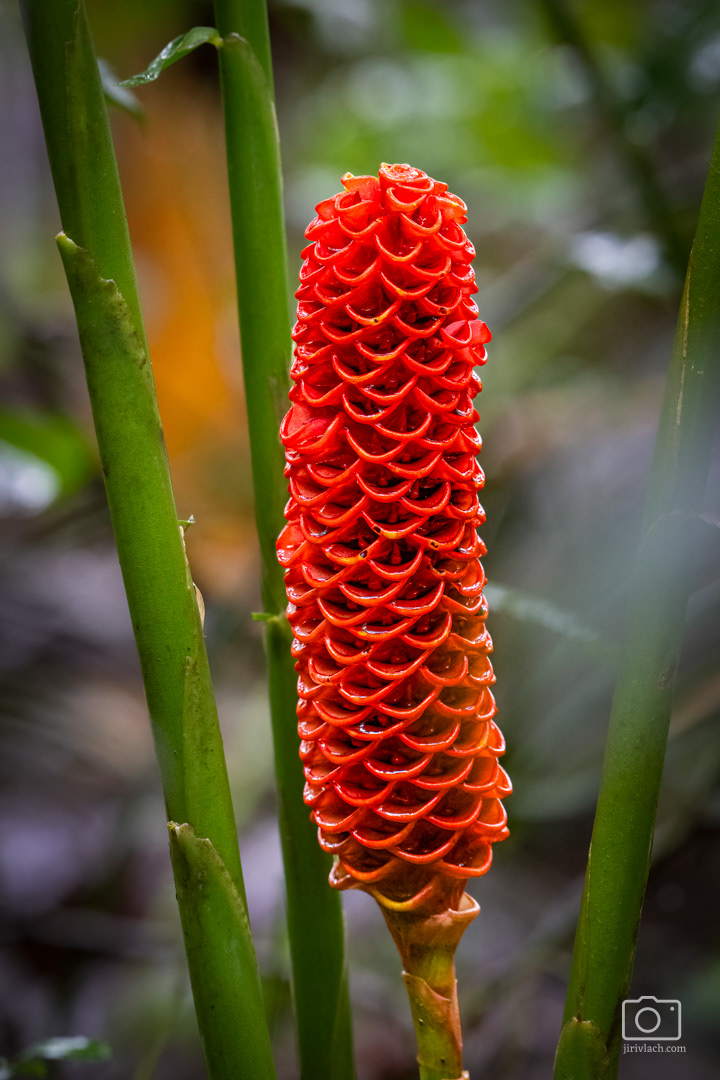 Zázvor nádherný (Beehive ginger, Zingiber spectabile Griff.)
