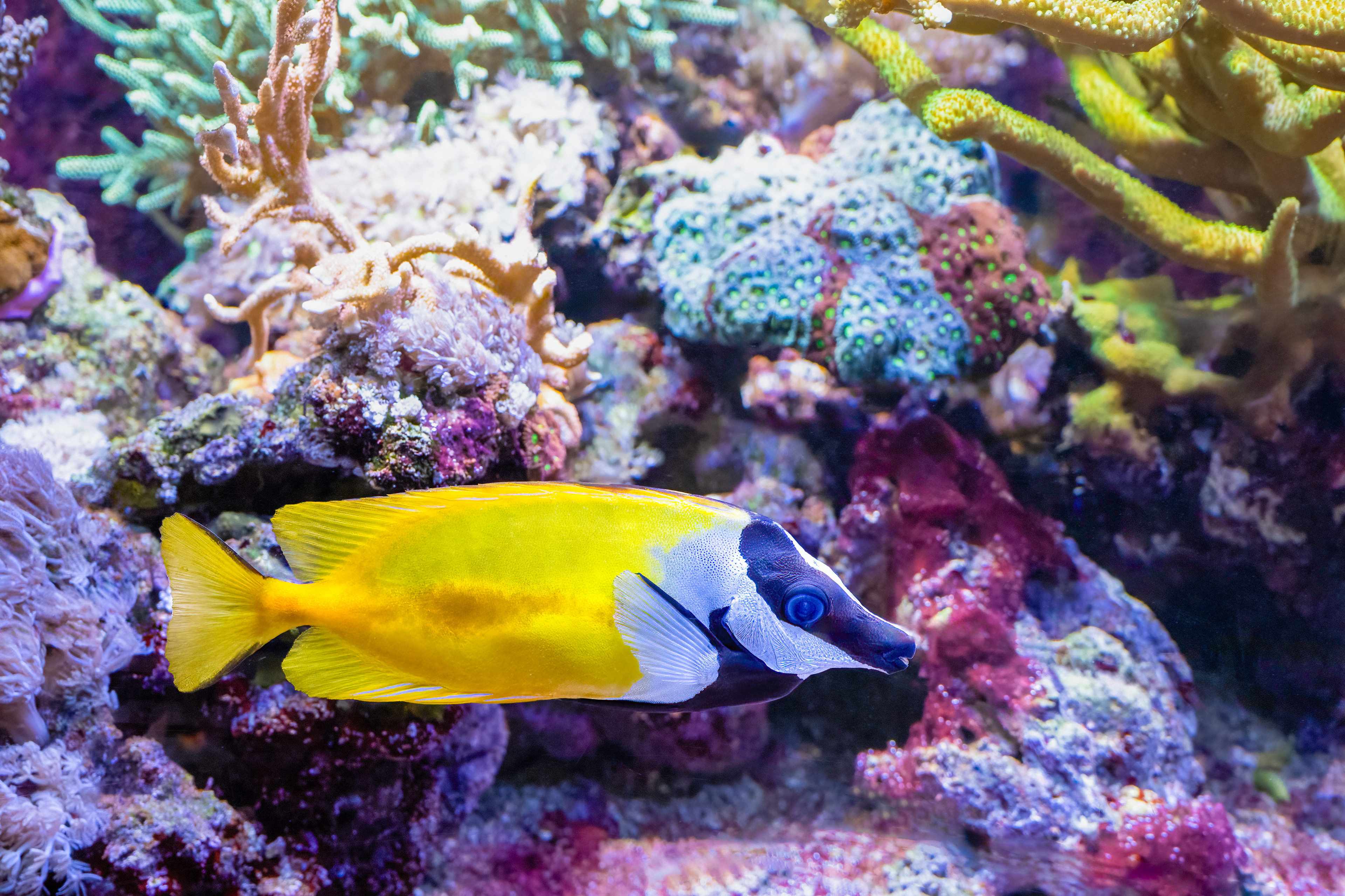 Králíčkovec liščí (Lo vulpinus)