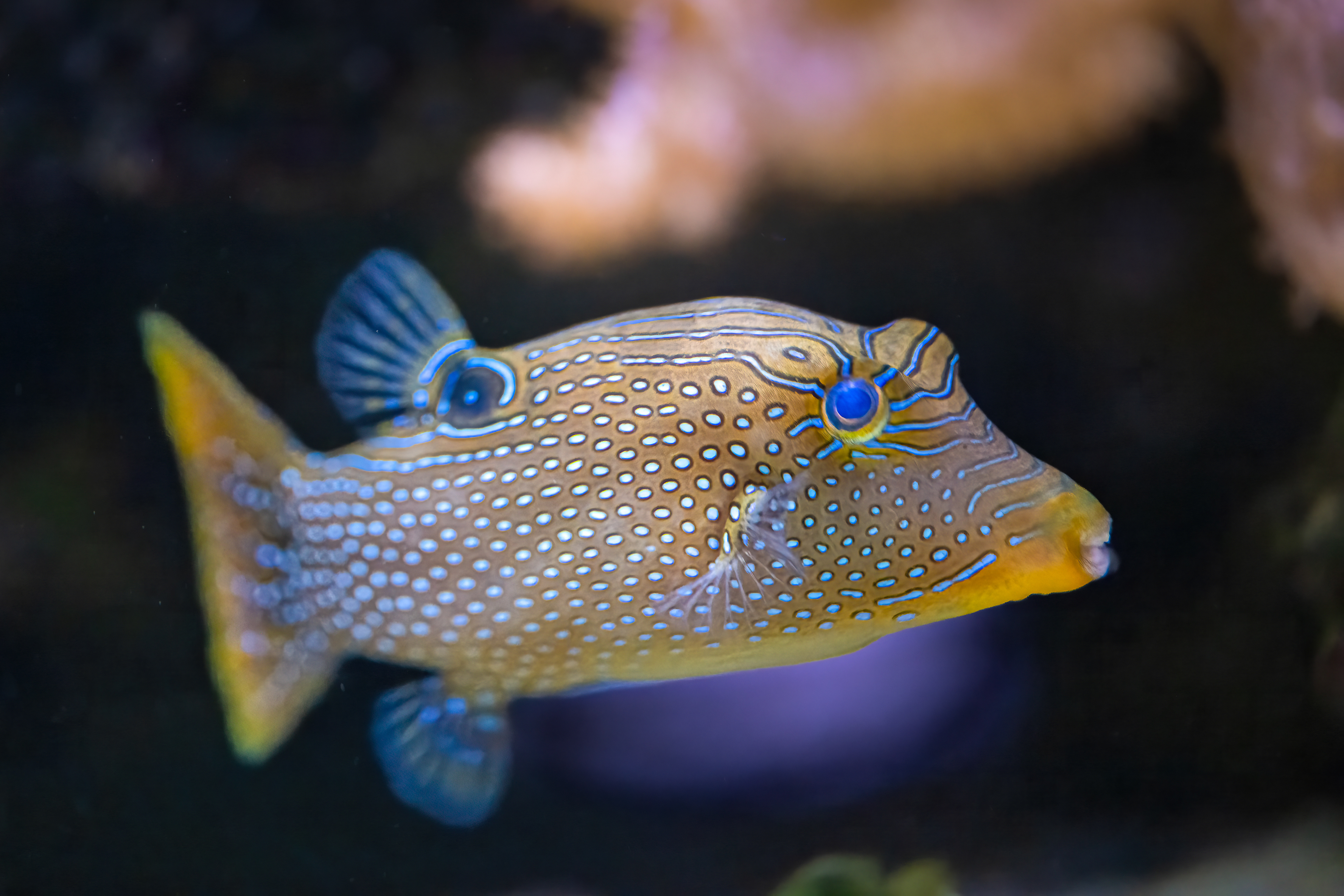 Hranobřich Solandrův (Canthigaster solandri)