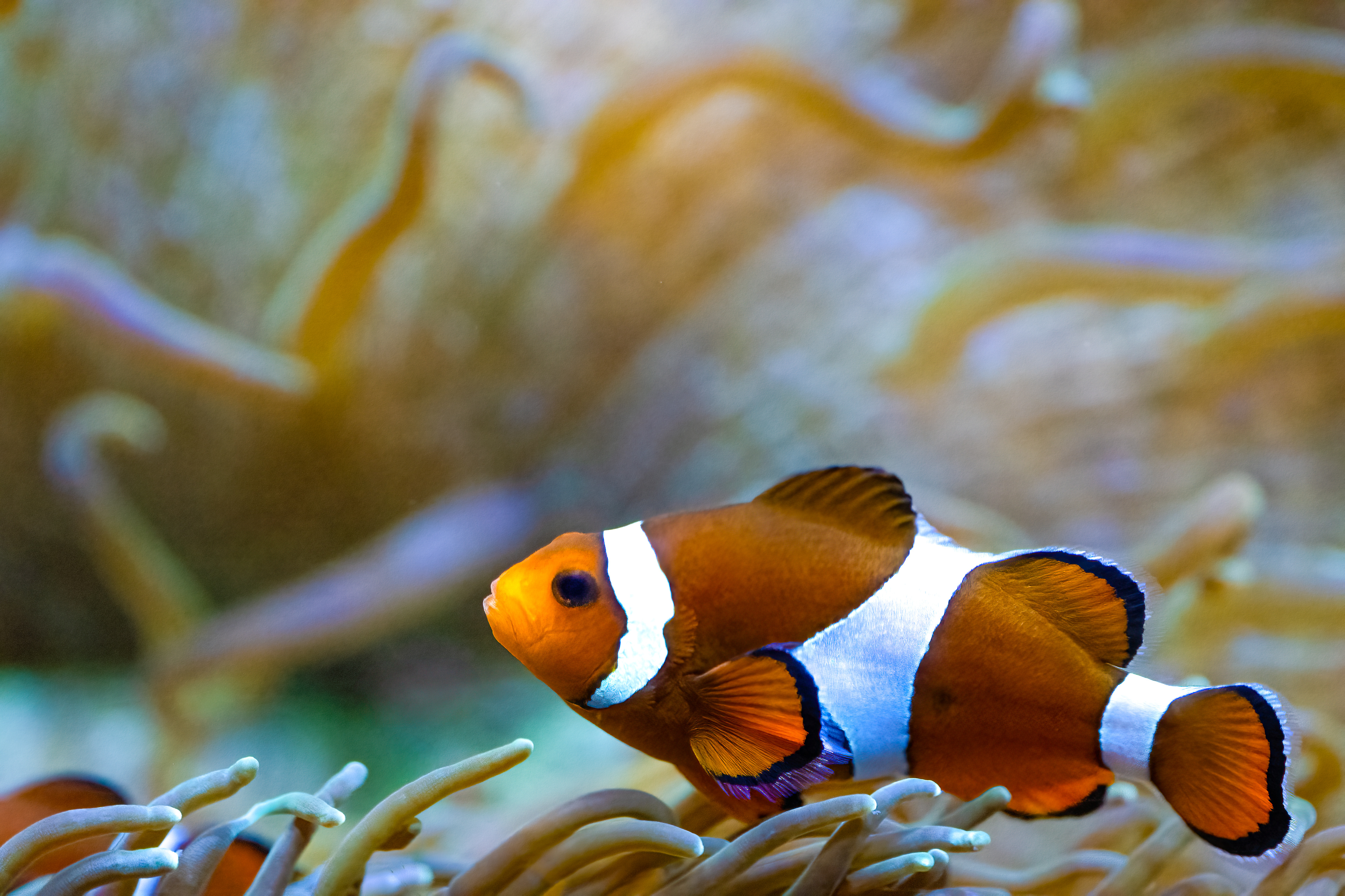 Klaun očkatý (Amphiprion ocellaris)