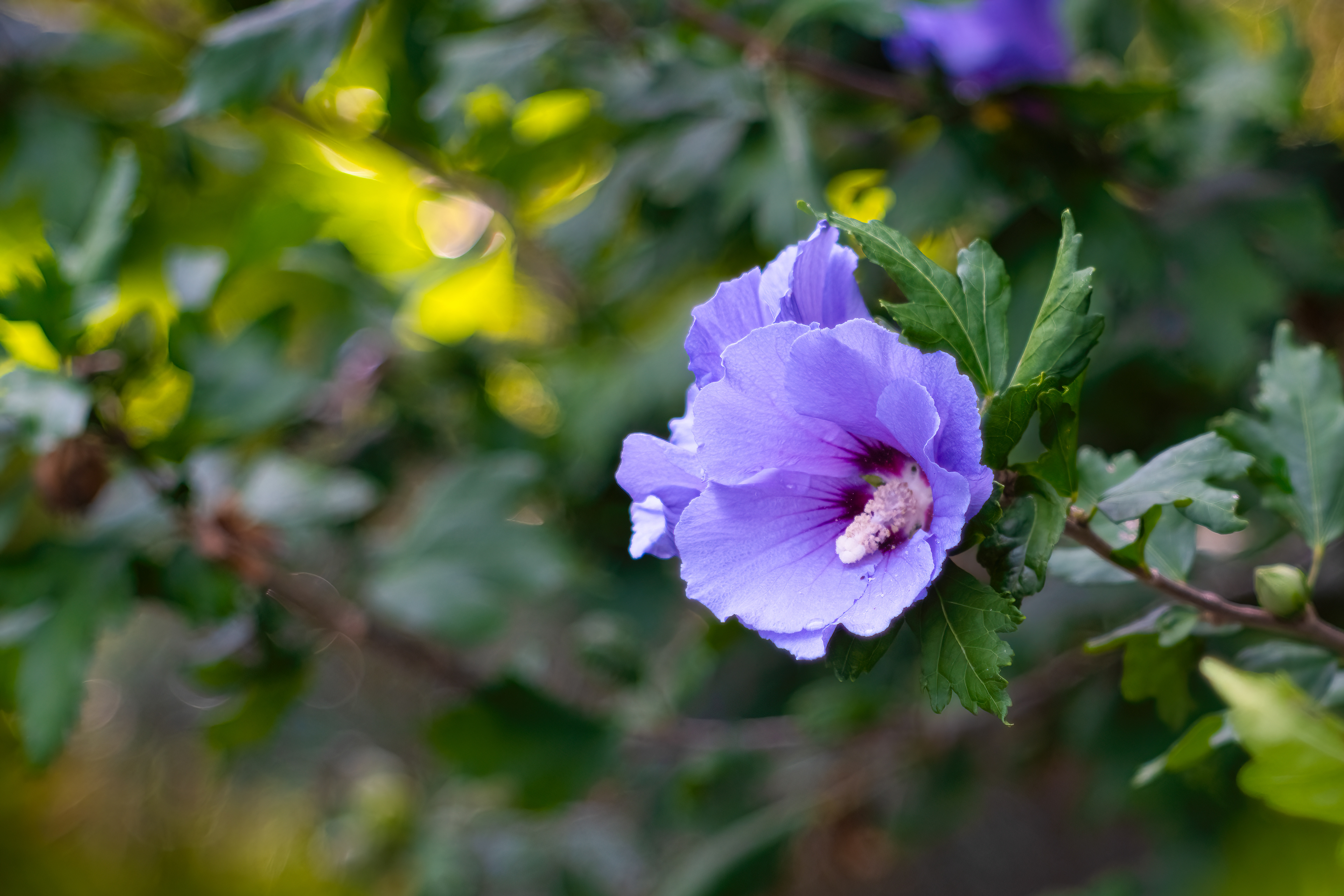 Ibišek syrský (Hibiscus Syriacus), Pyšely, 08/2024