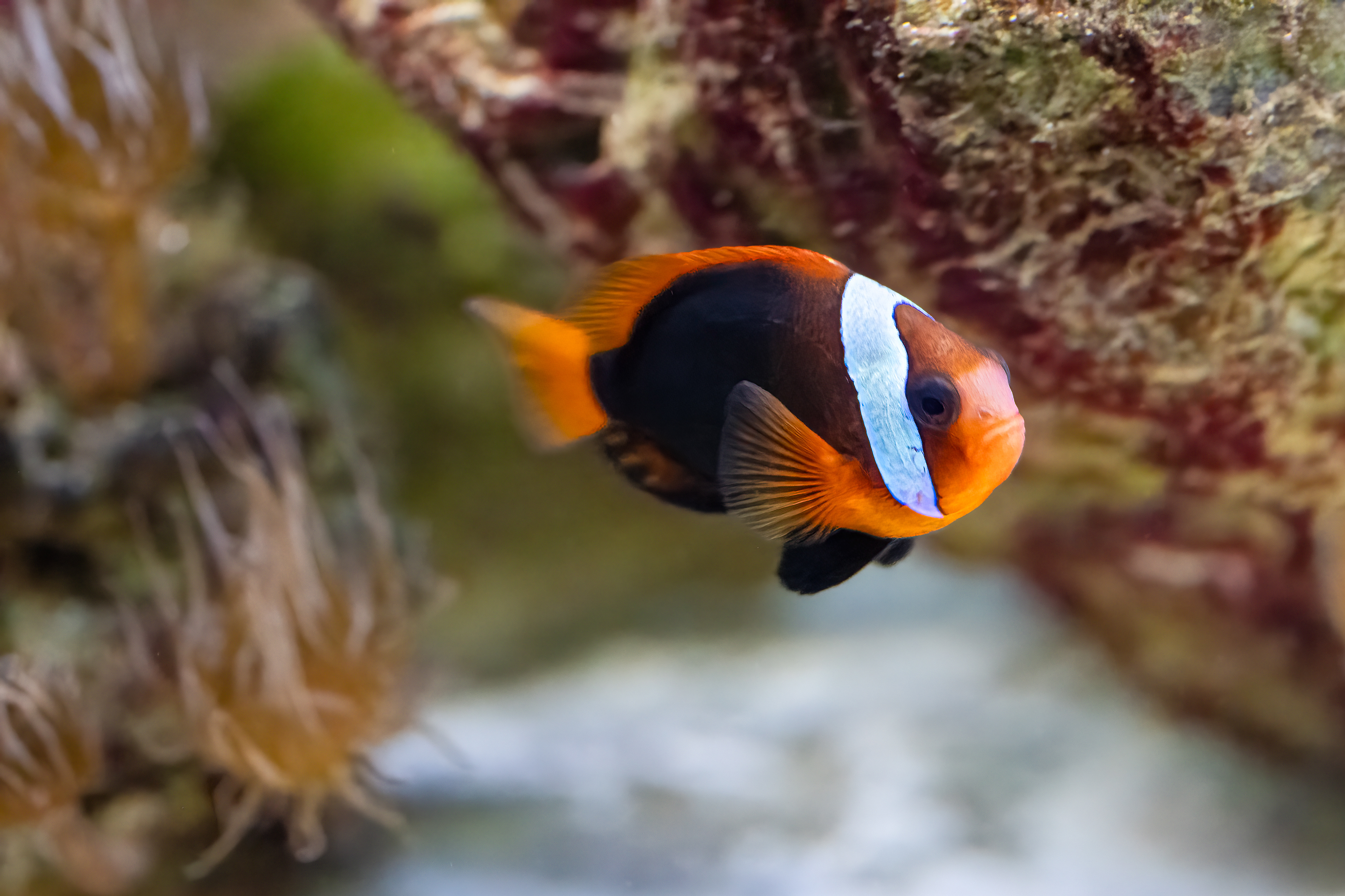 Klaun tmavý (Amphiprion melanopus)