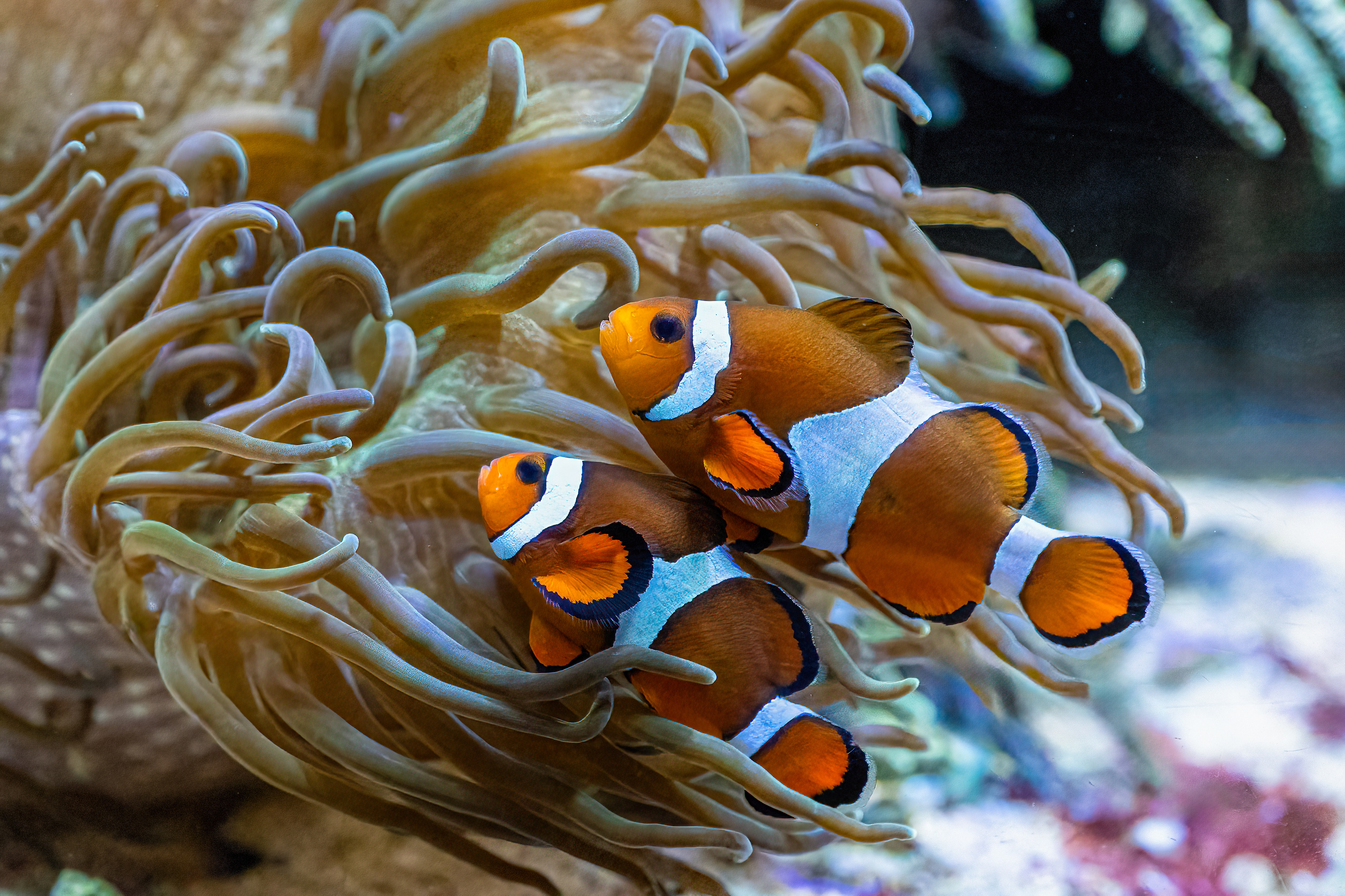 Klaun očkatý (Amphiprion ocellaris)