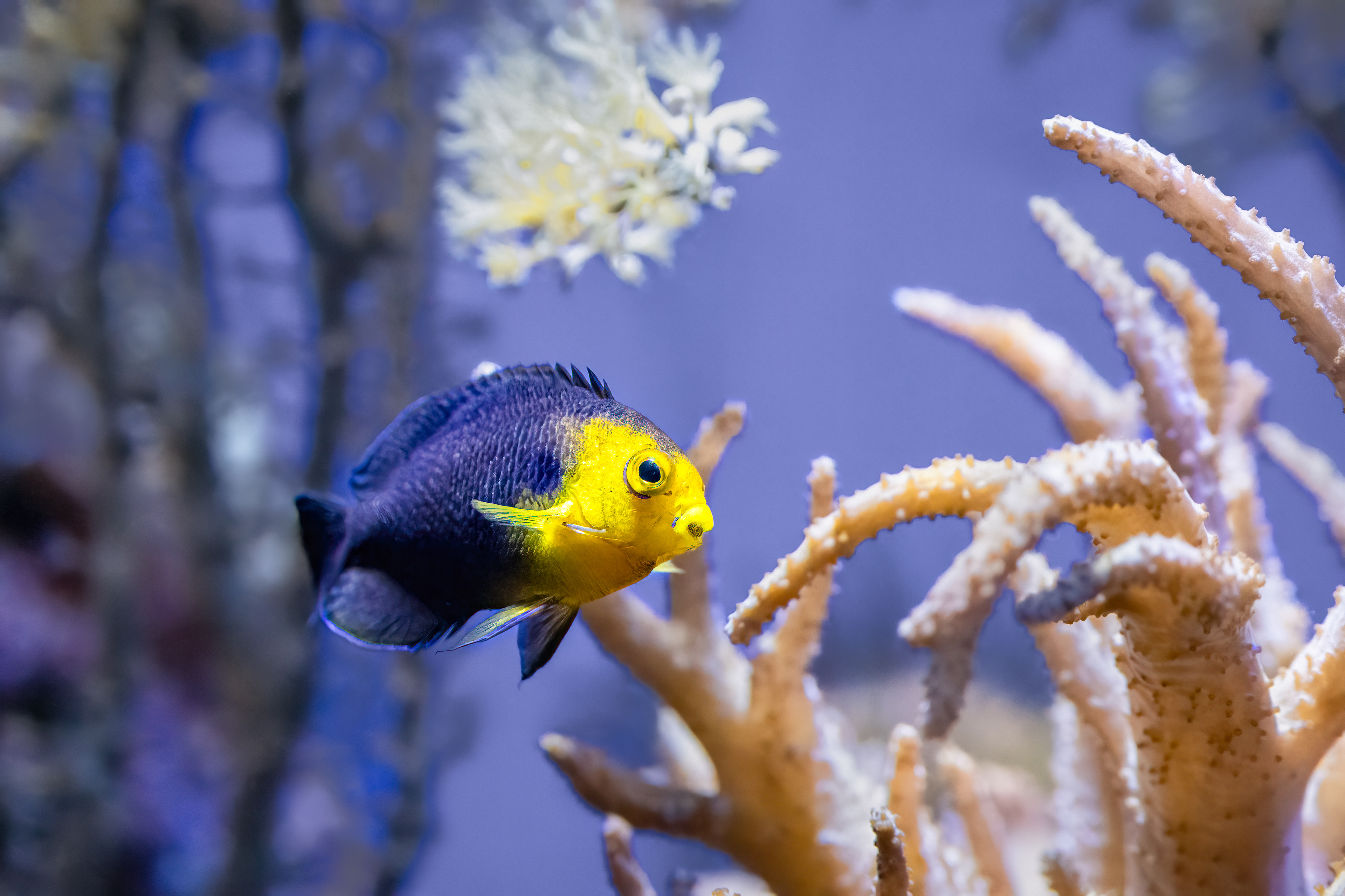 Pomčík žlutohlavý (Centropyge argi)