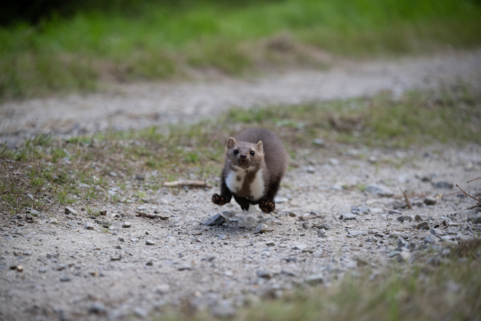 Kuna skalní (Martes foina), Vysočina, 08/2022
