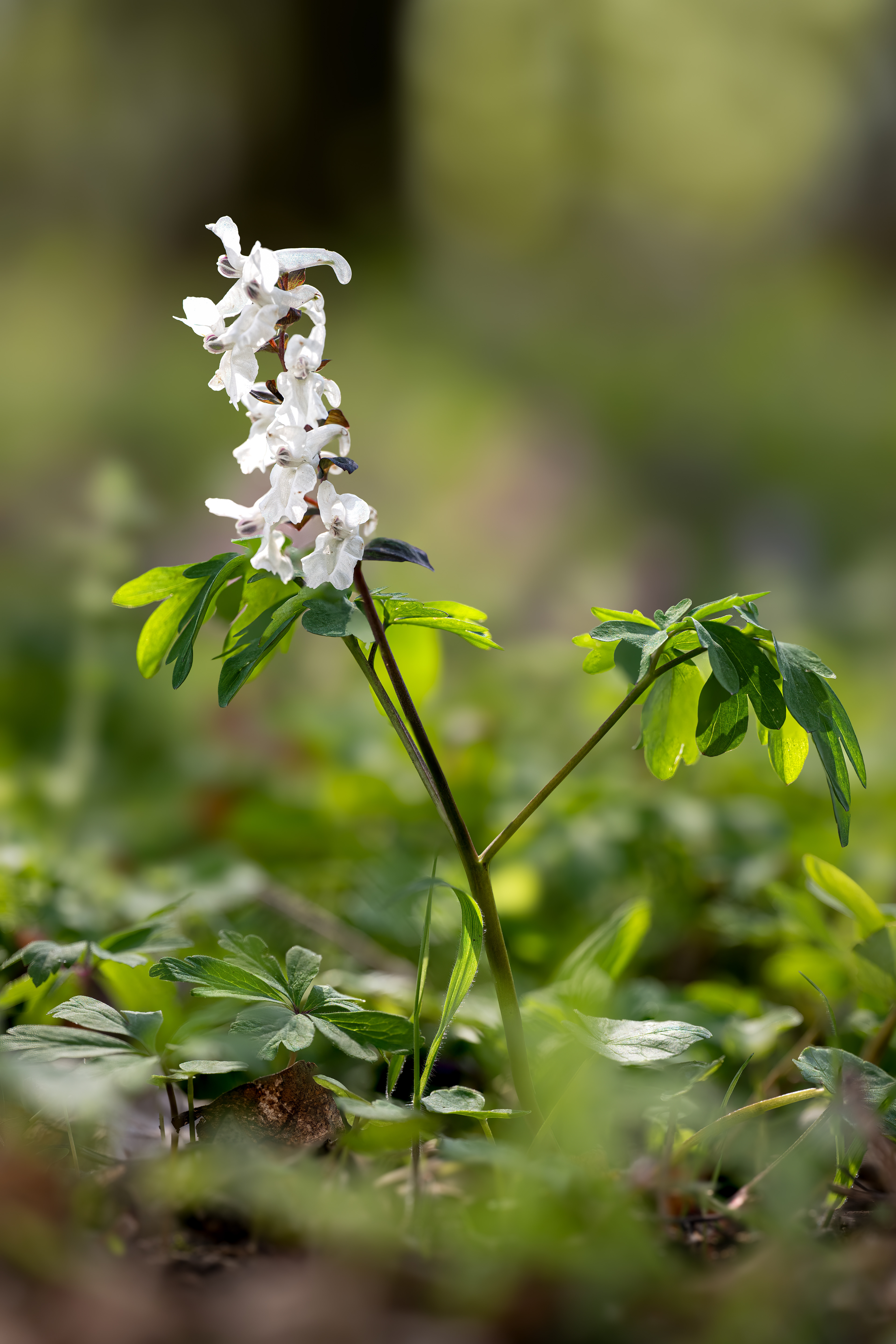 Dymnivka dutá (Corydalis cava), Klentnice, 04/2025