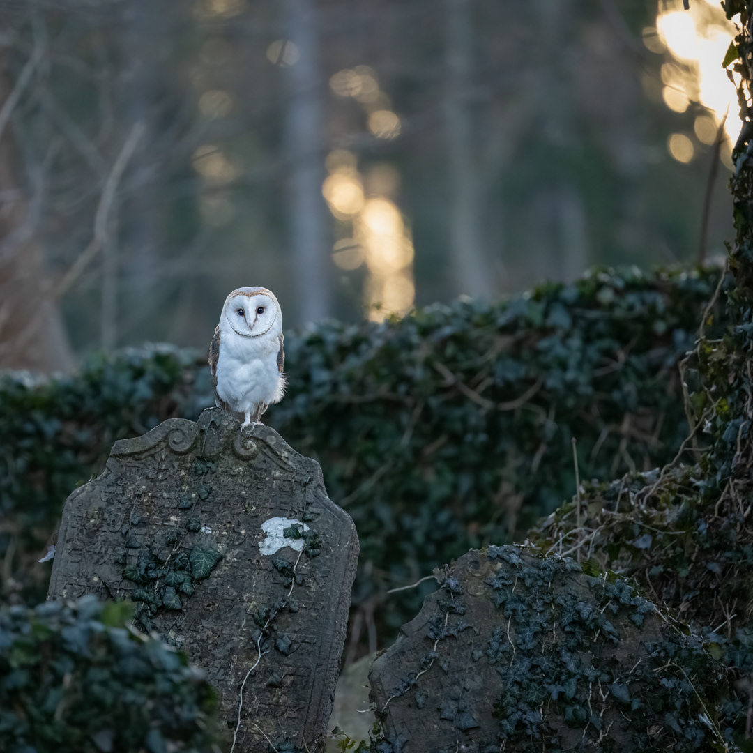 Sova pálená (Tyto alba), bílá forma, Vysočina, 03/2023