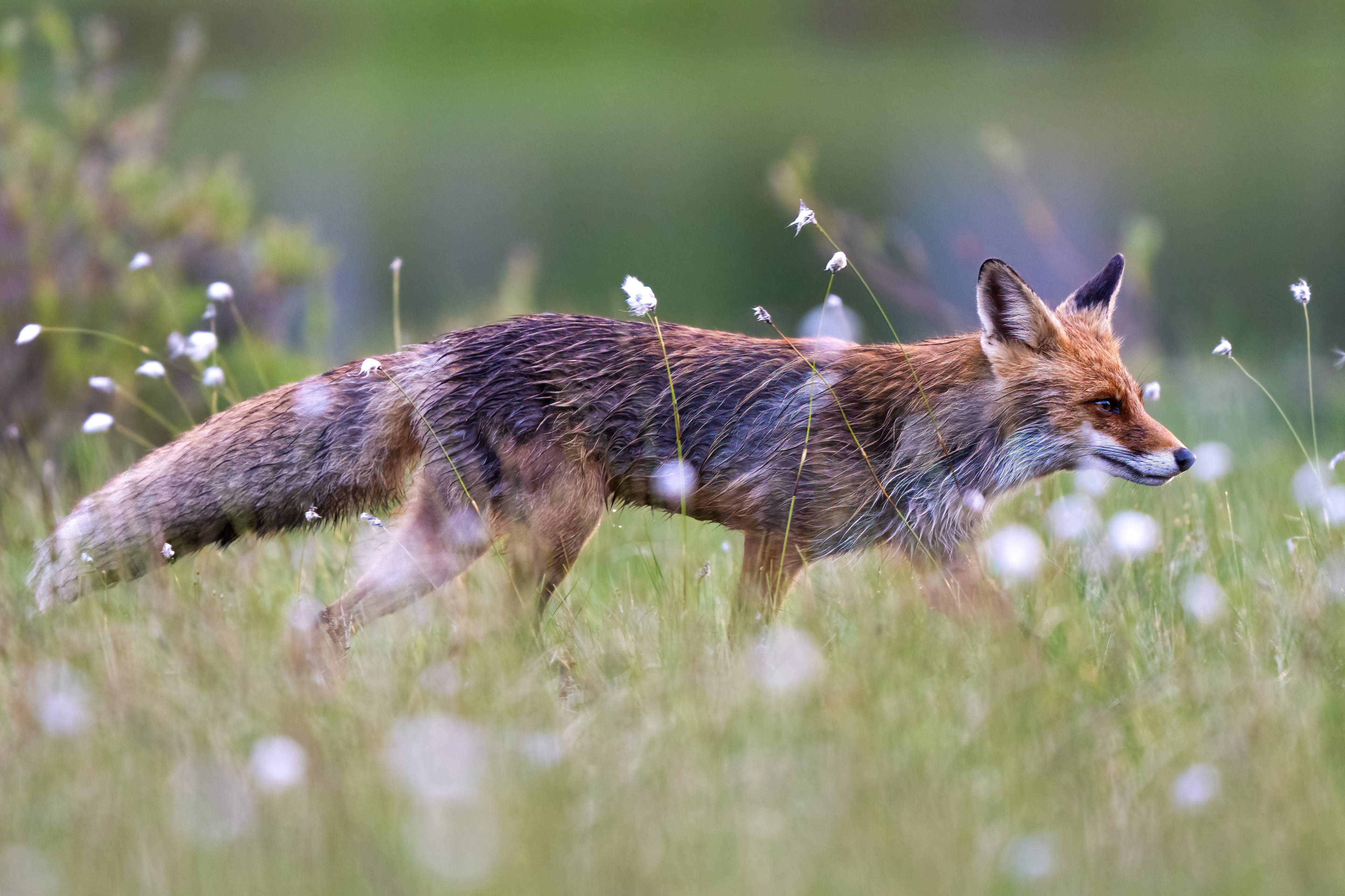 Liška obecná (Vulpes vulpes), Finsko, 06/2024