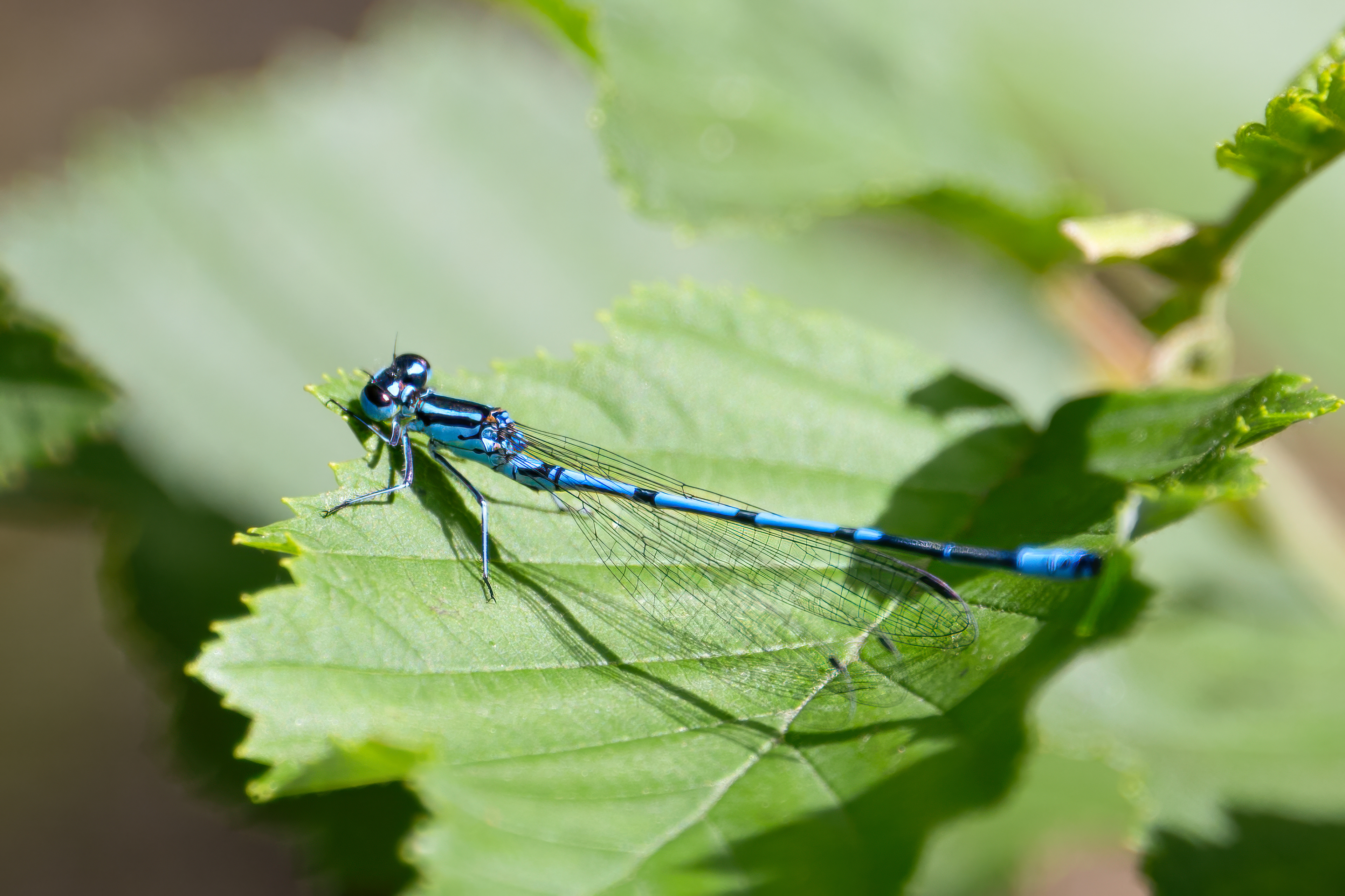 Šidélko páskované (Coenagrion puella), Pískovna Lesů ČR - Cep, 07/2024