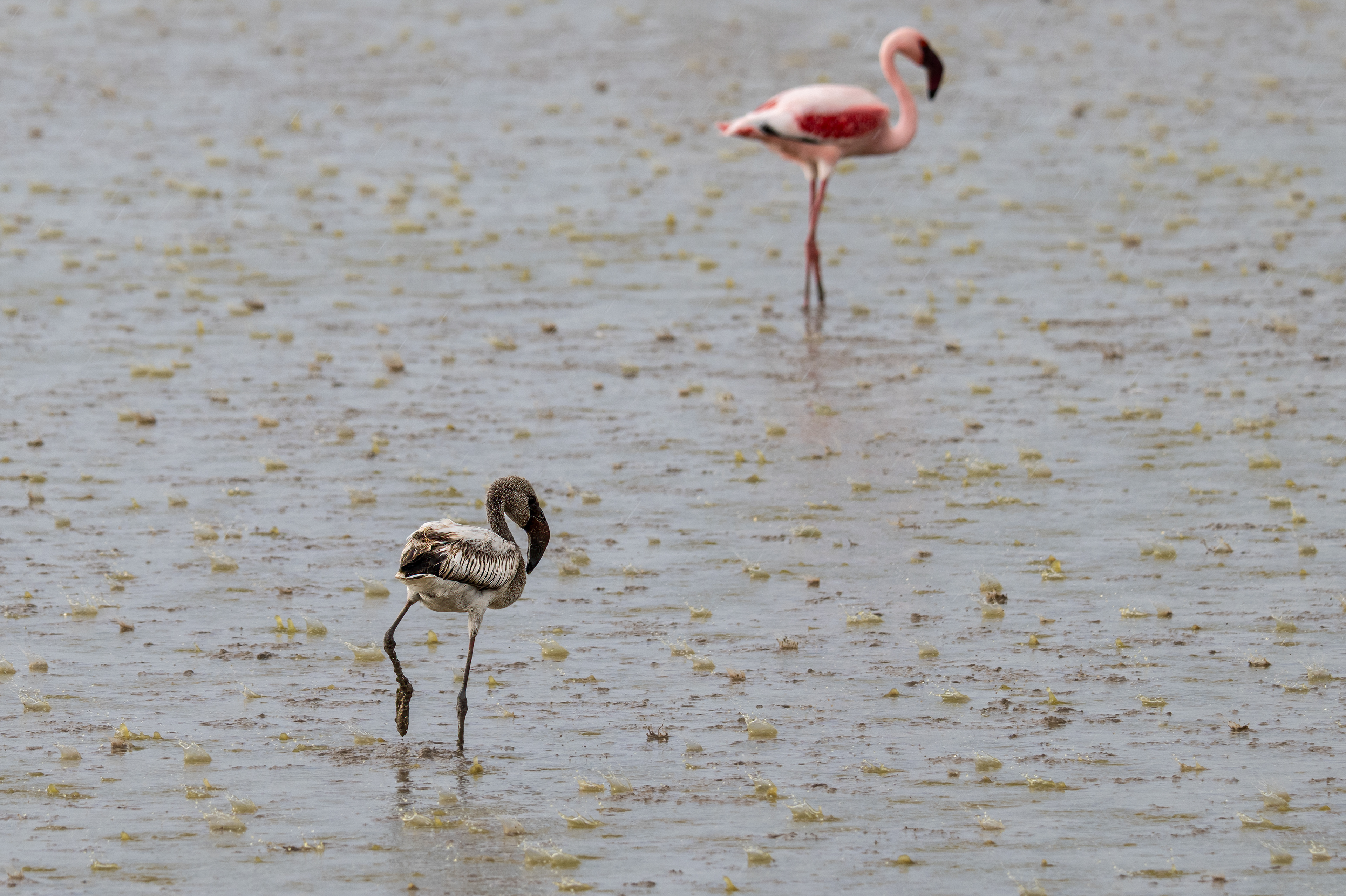Plameňák malý, mládě (Phoeniconaias minor), Kenya, 12/2025