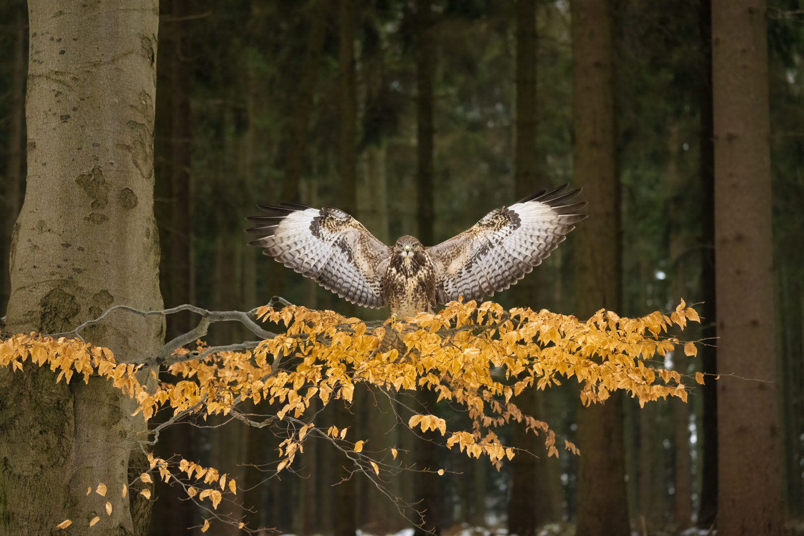 Káně lesní (Buteo buteo), Vysočina, 03/2023