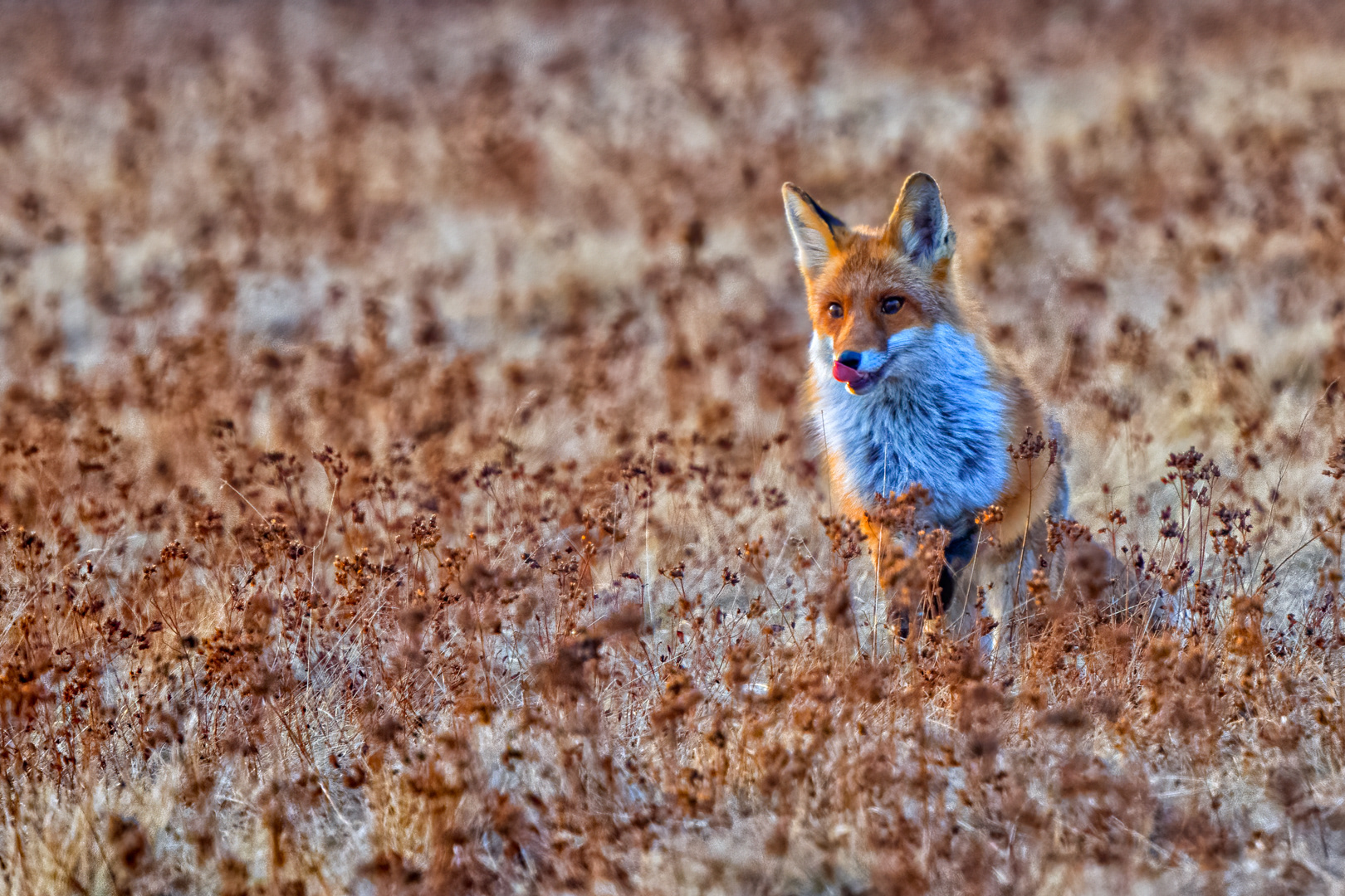 Liška obecná (Vulpes vulpes), Vysočina, 03/2022