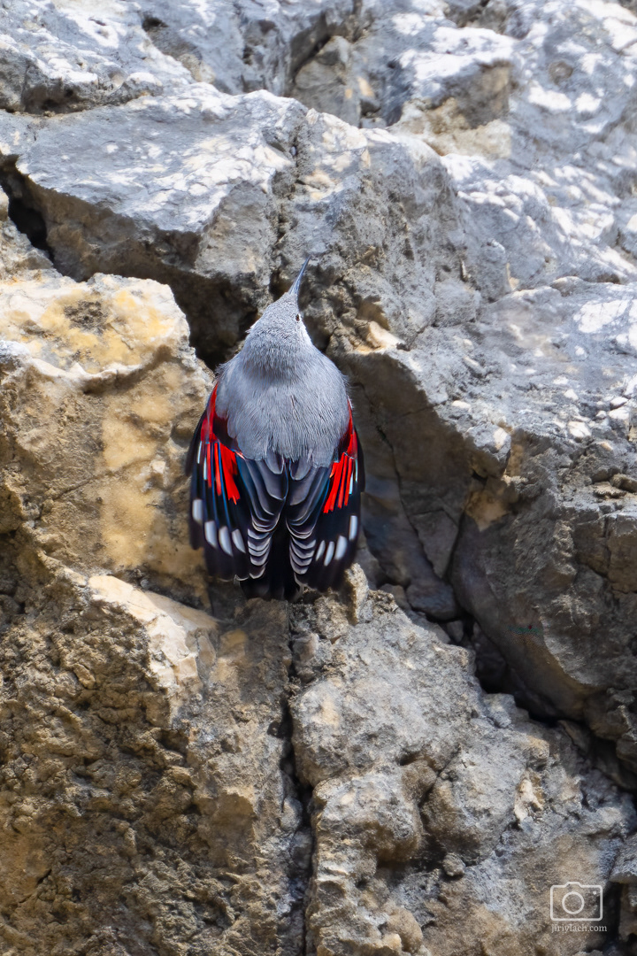 Zedníček skalní (The wallcreeper, Tichodroma muraria), Perná, 02/2025