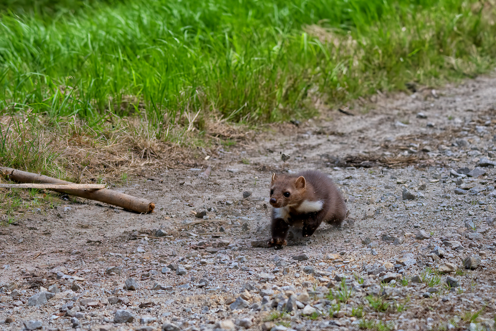 Kuna skalní (Martes foina), Vysočina, 08/2022
