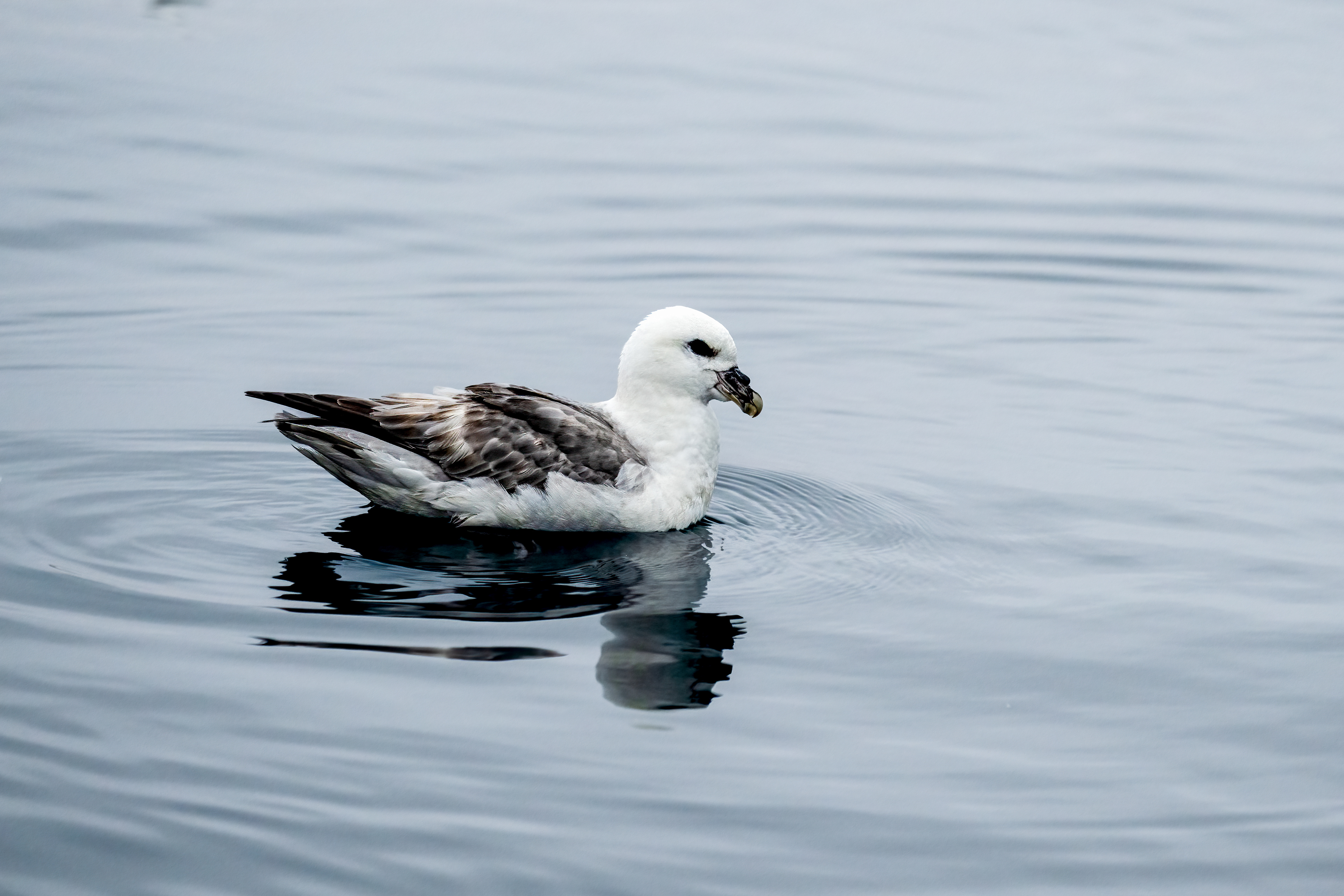 Buřňák lední (Fulmarus glacialis), Grónsko, 08/2025