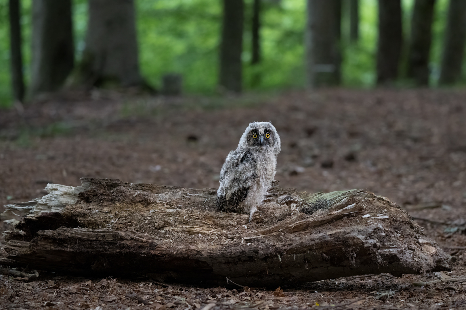 Kalous ušatý (Asio otus), mládě, Vysočina, 08/2022