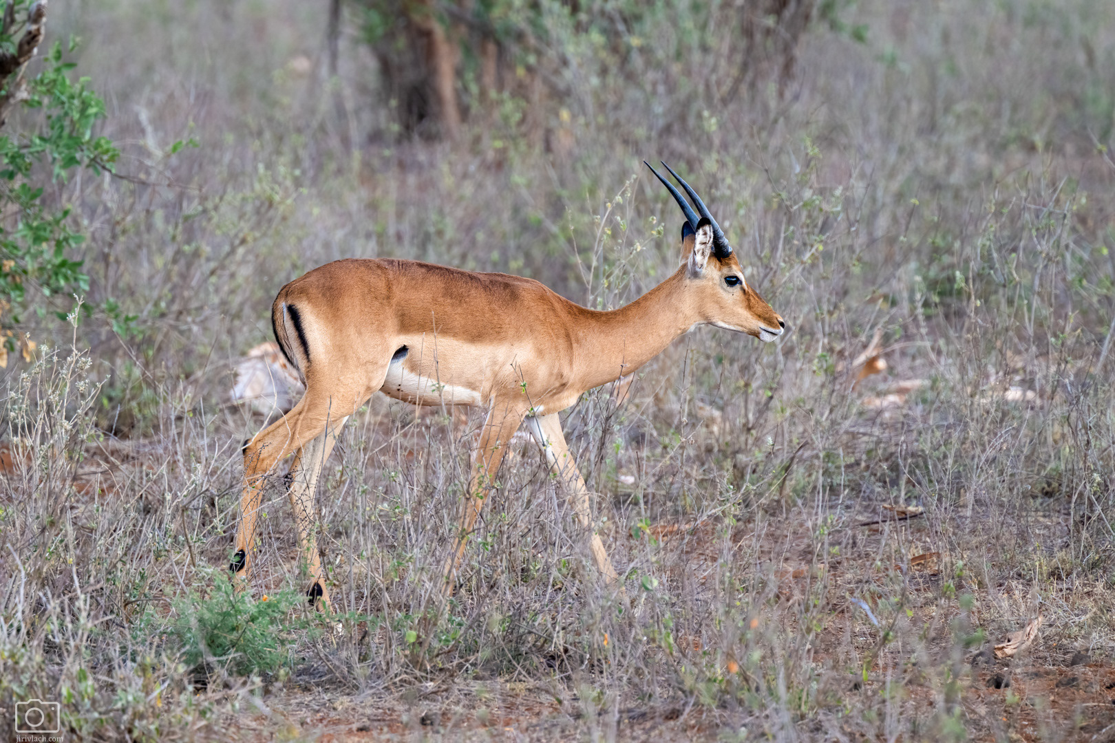 Impala jihoafrická, mladý samec (Aepyceros melampus melampus), Kenya, 12/2025