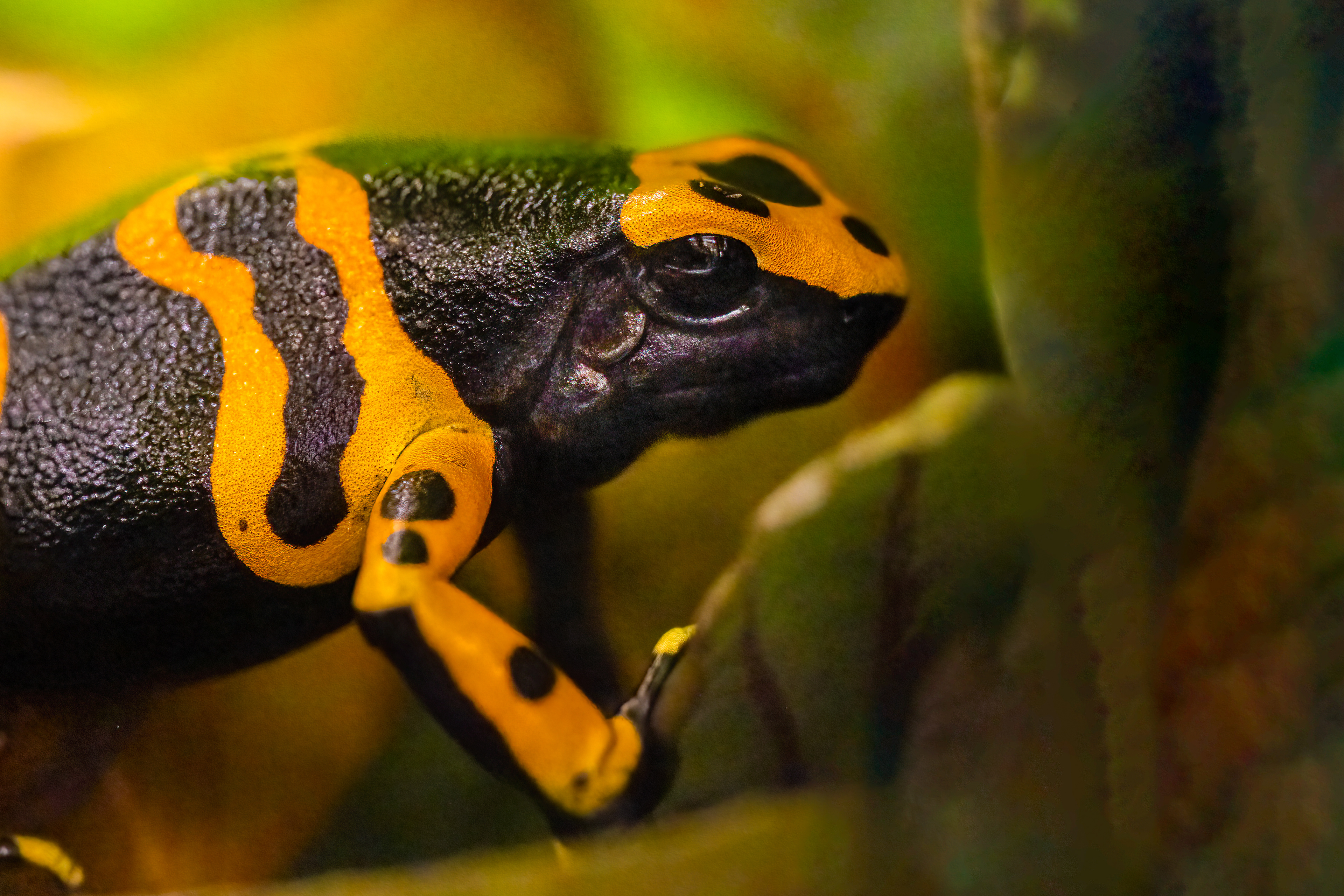 Pralesnička harlekýn (Dendrobates leucomelas), 08/2024