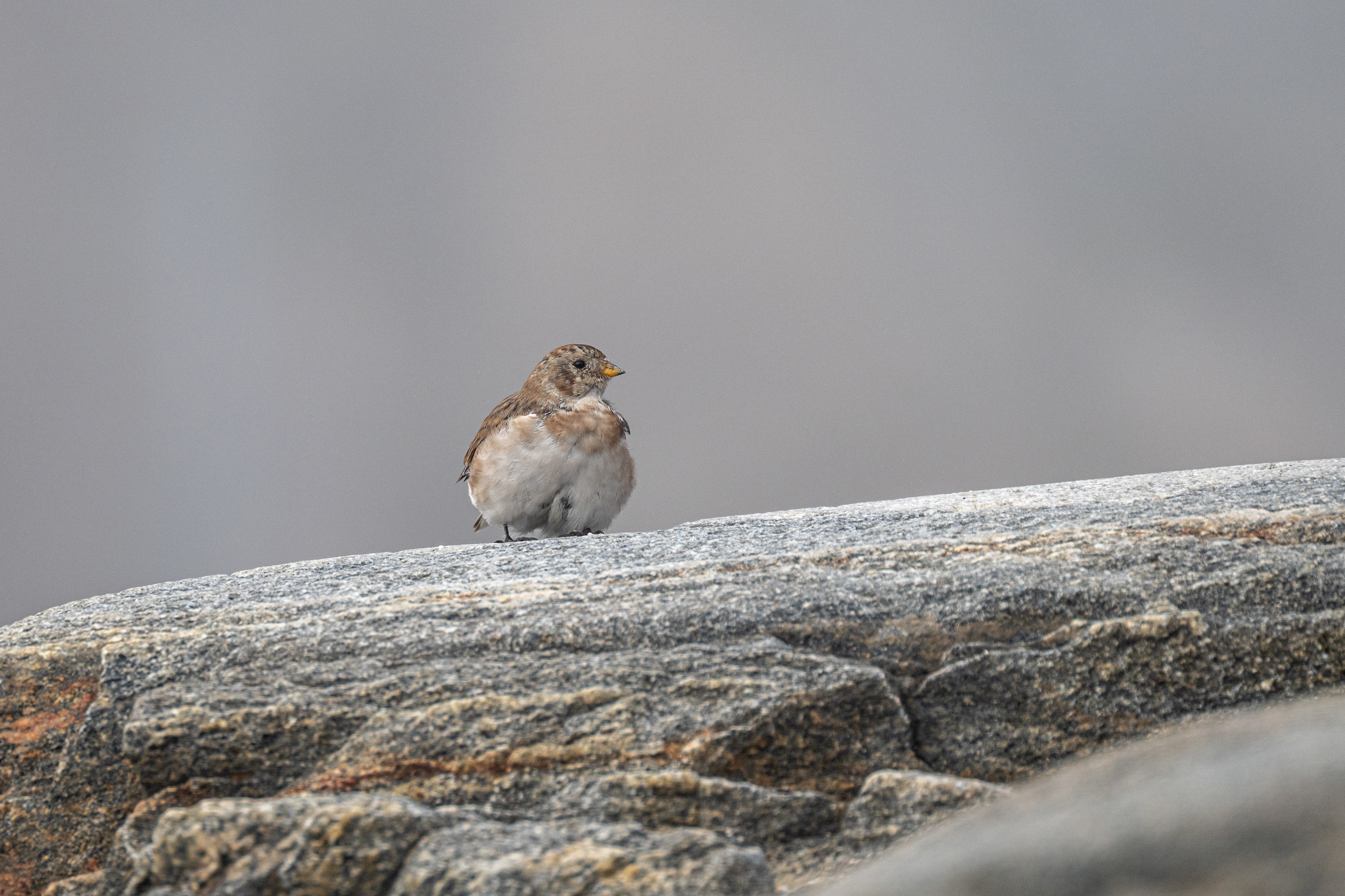 Sněhule severní (Plectrophenax nivalis, Snow bunting), Grónsko, 08/2025
