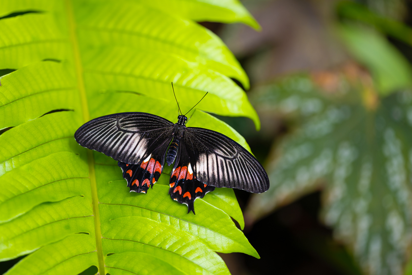 Papilio polytes (Common mormon), Fata Morgana, Praha, 05/2024
